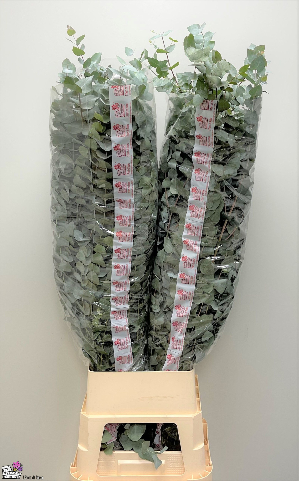 Эвкалипт Цинерея 140, шт.