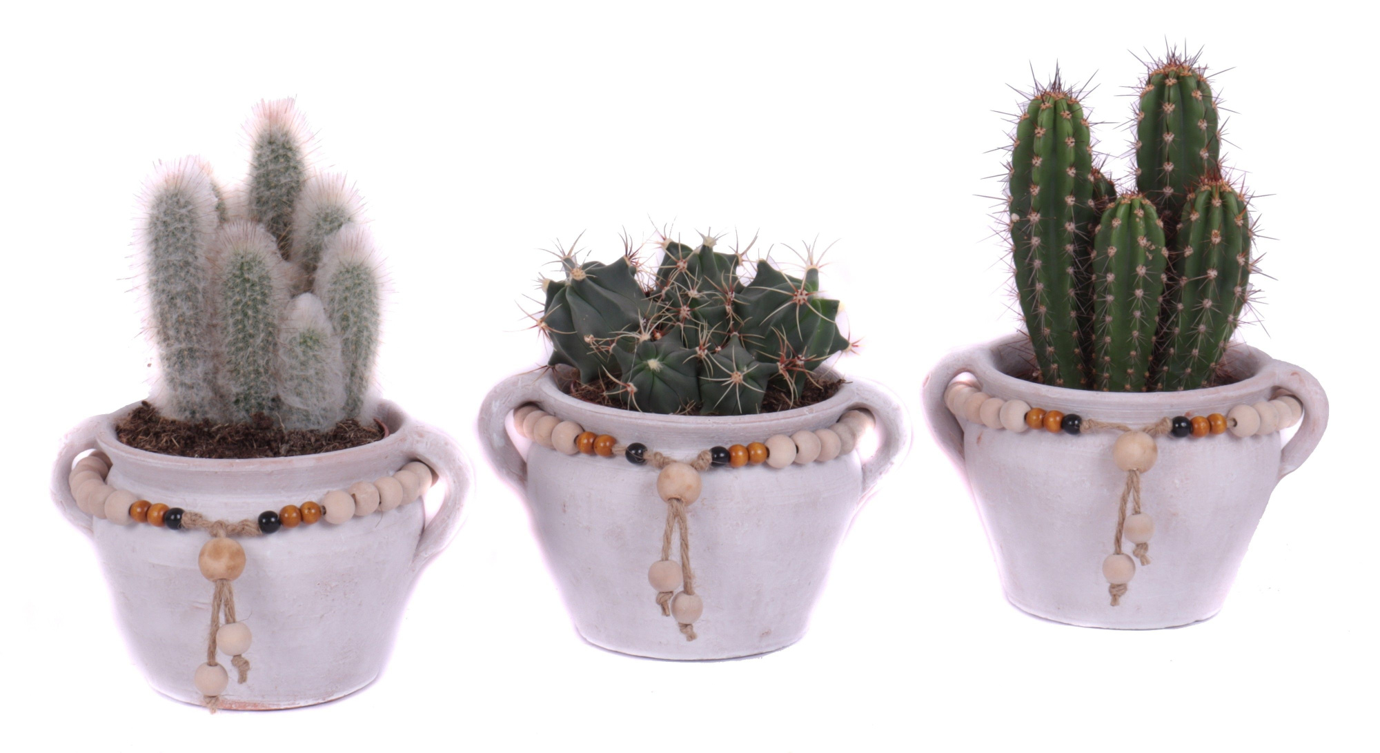 Cactus mix 12 cm in teno kruik, D 20 cm
