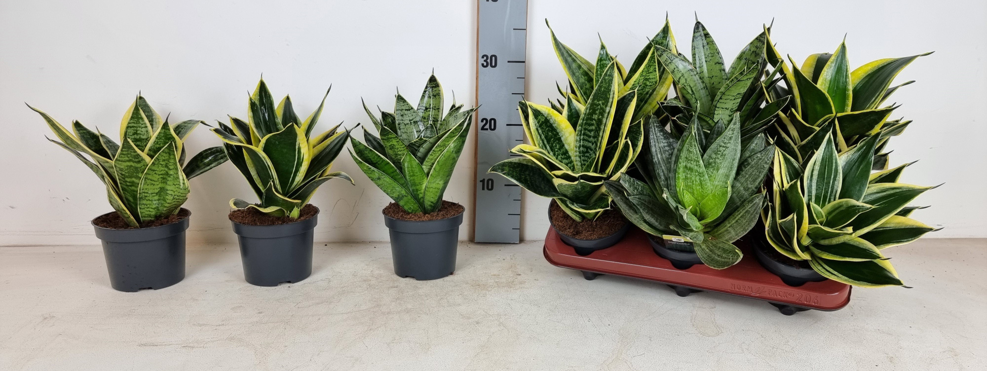 Sansevieria trifasciata Mix 12cm, D 12