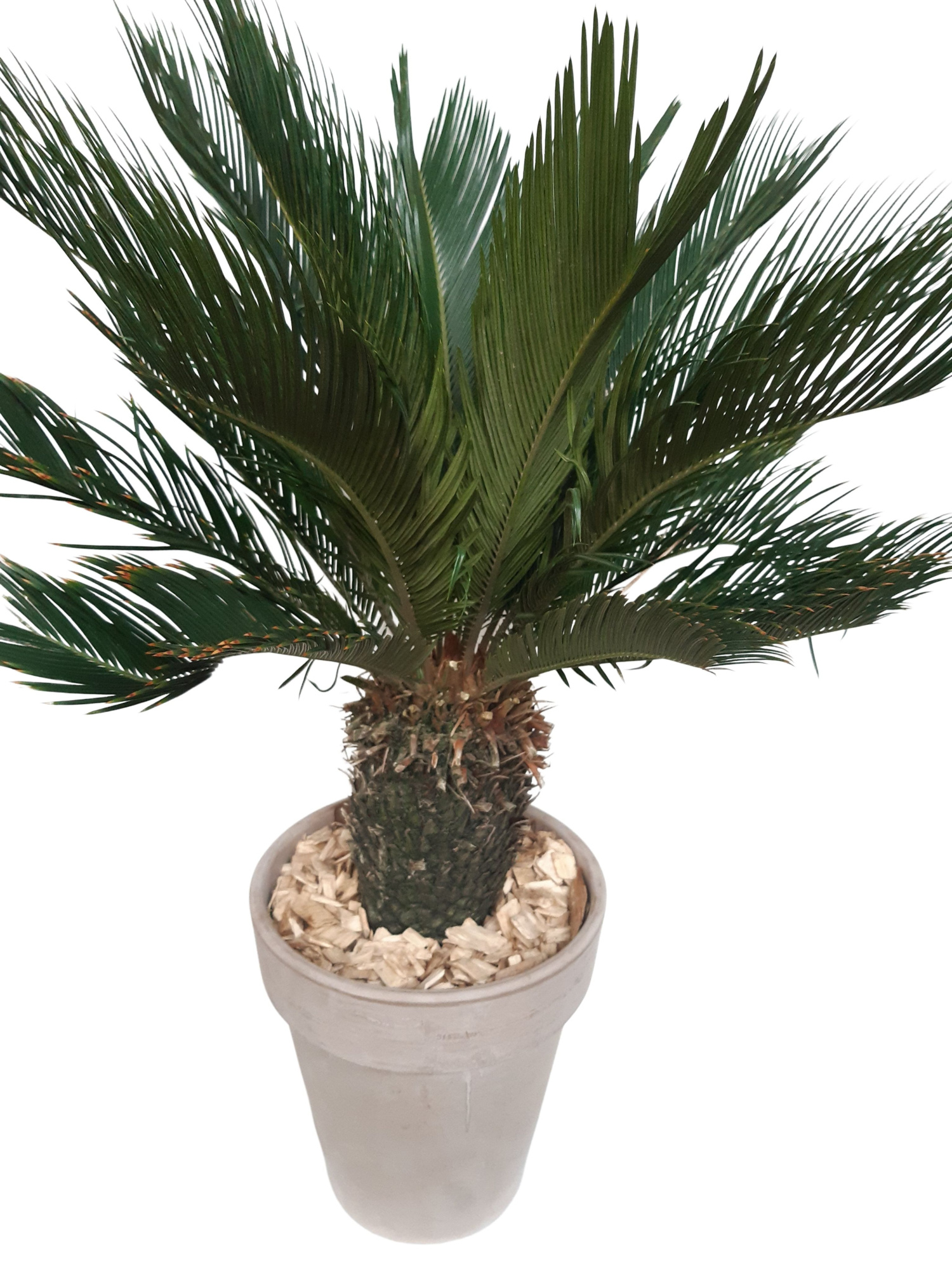 CLP31CY Cycas op stam in Terrasvaas D31, D 31 cm