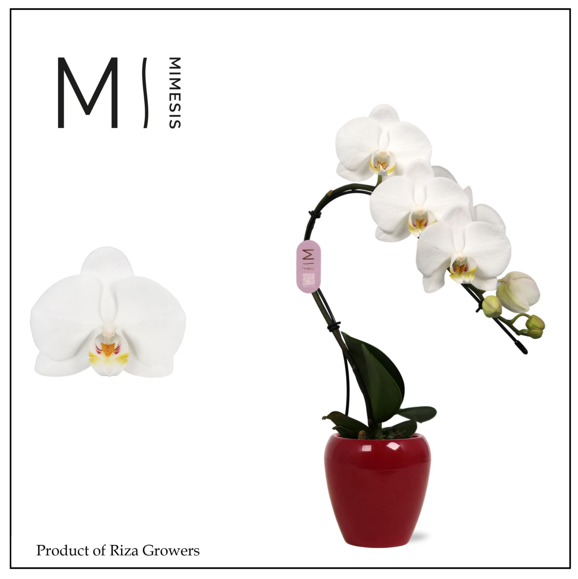 Phalaenopsis Swan White 1 spike - 7cm in Martine Red Ceramic | Mimesis, D 7 cm