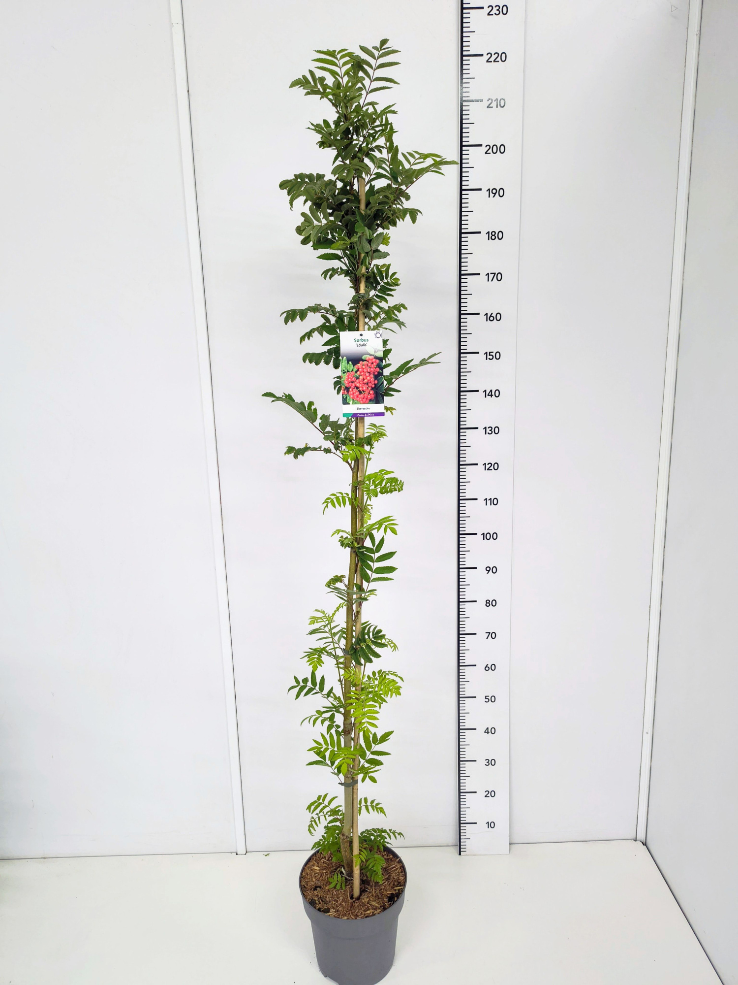 Sorbus aucuparia 'Edulis' 150-175C10, D 28 cm