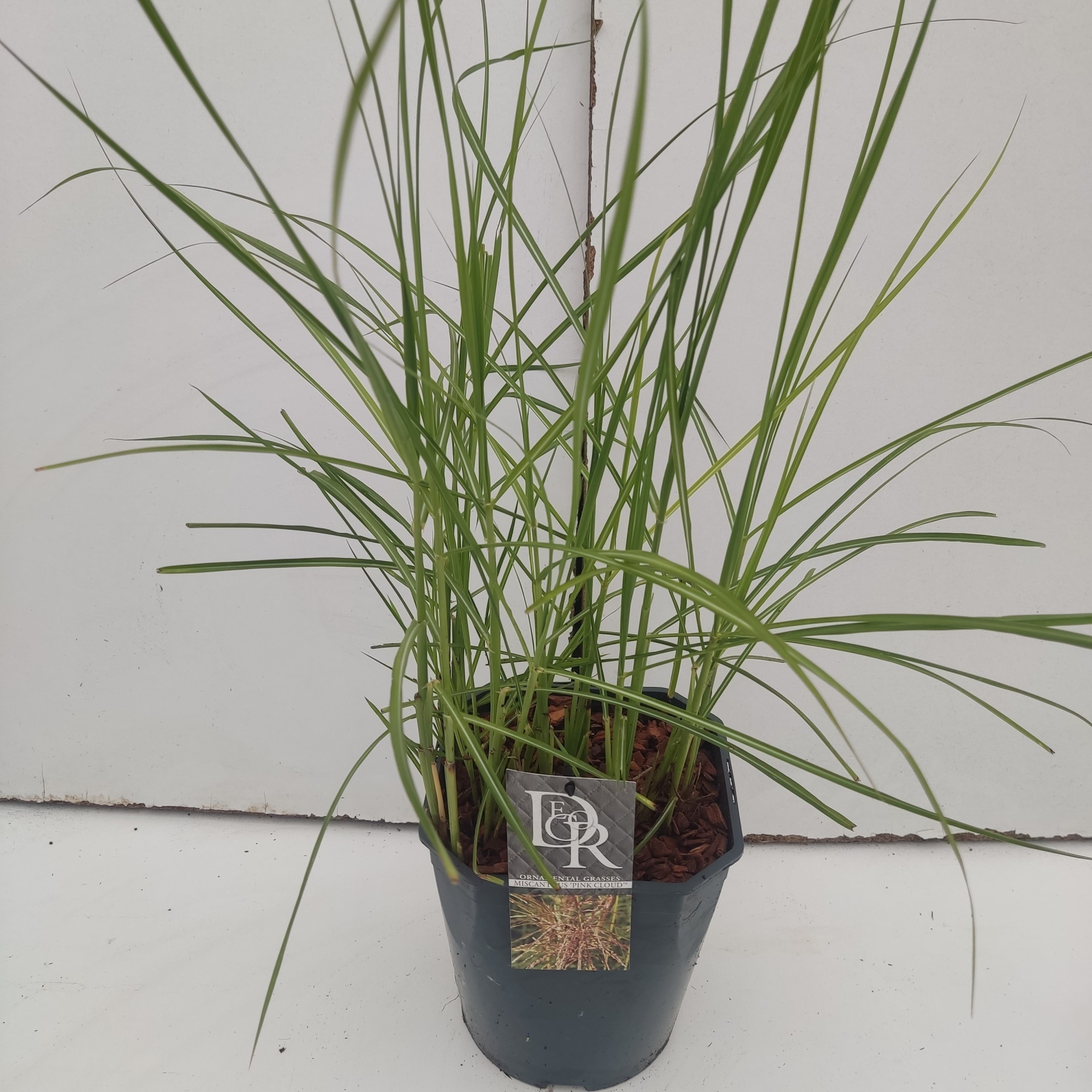 Miscanthus 'Pink Cloud', D 23 cm