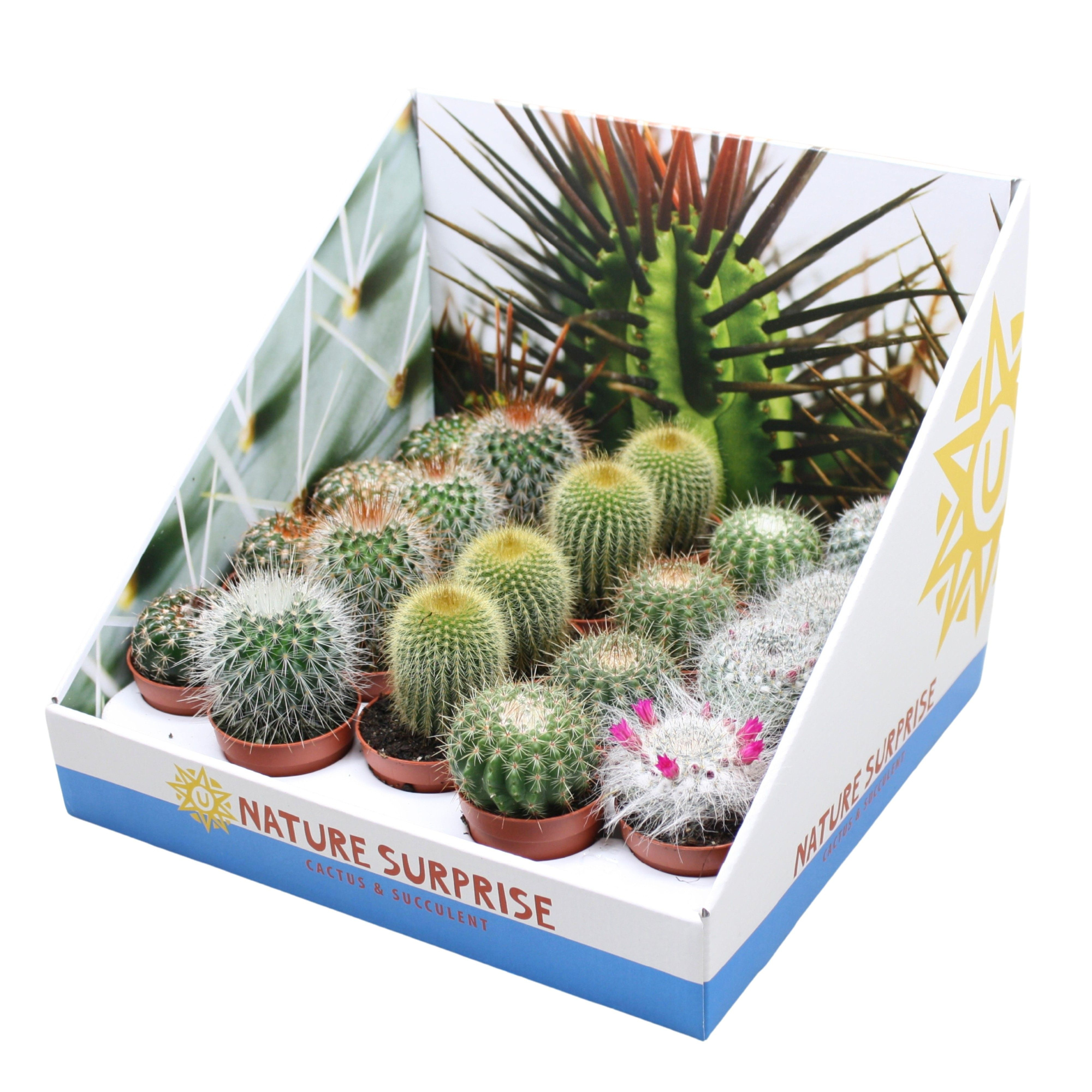 Bolcactus mix 5,5 cm in presentatiedoos, D 5,5 cm