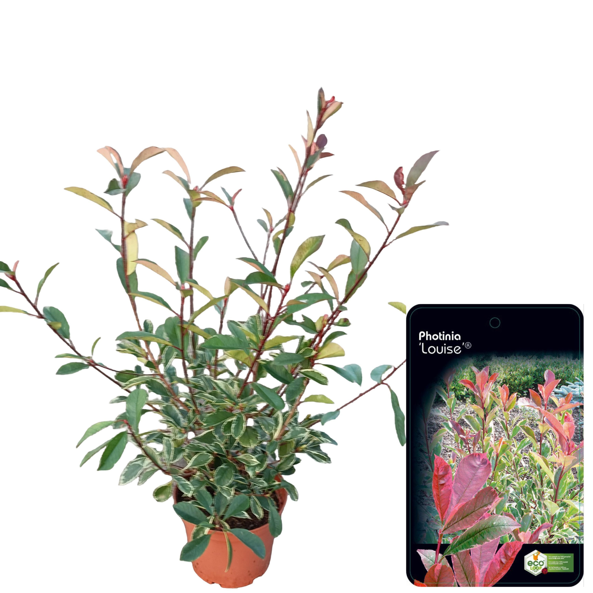 Photinia fraseri 'Louise'® C5, D 23