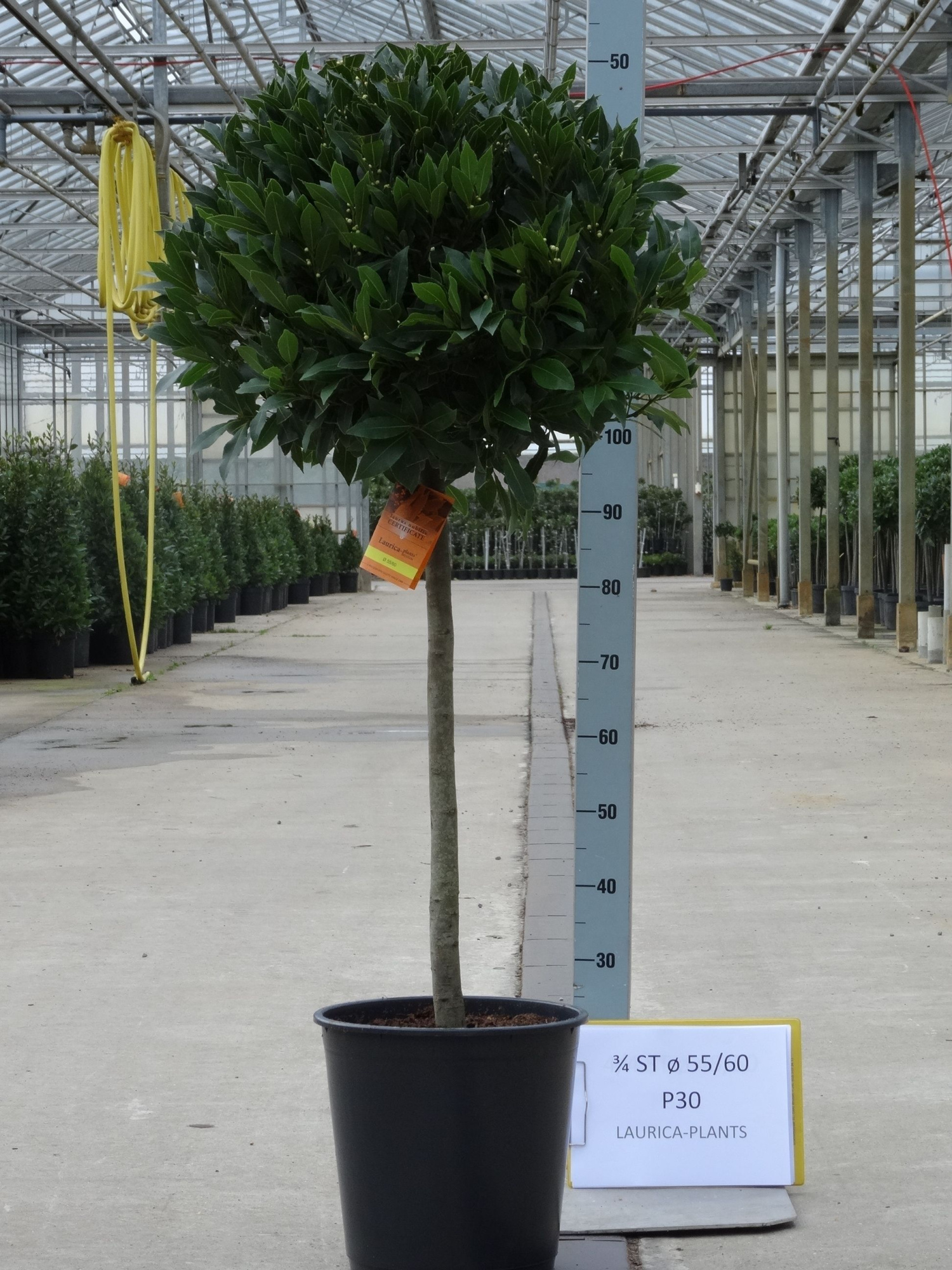 LAURUS NOBILIS BOL OP 3/4 STAM 55/60 P30, D 30