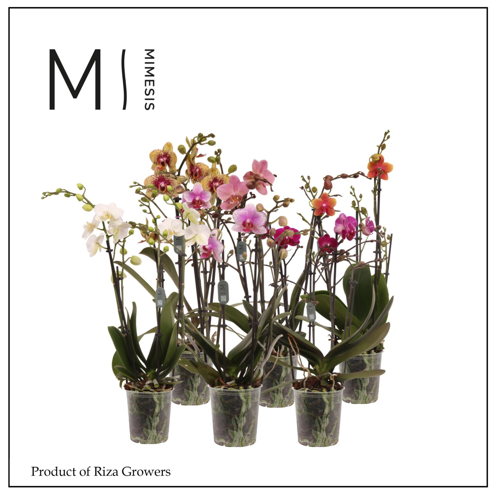 Phalaenopsis Multi Mix 4 spike - 12cm | Mimesis, D 12 cm