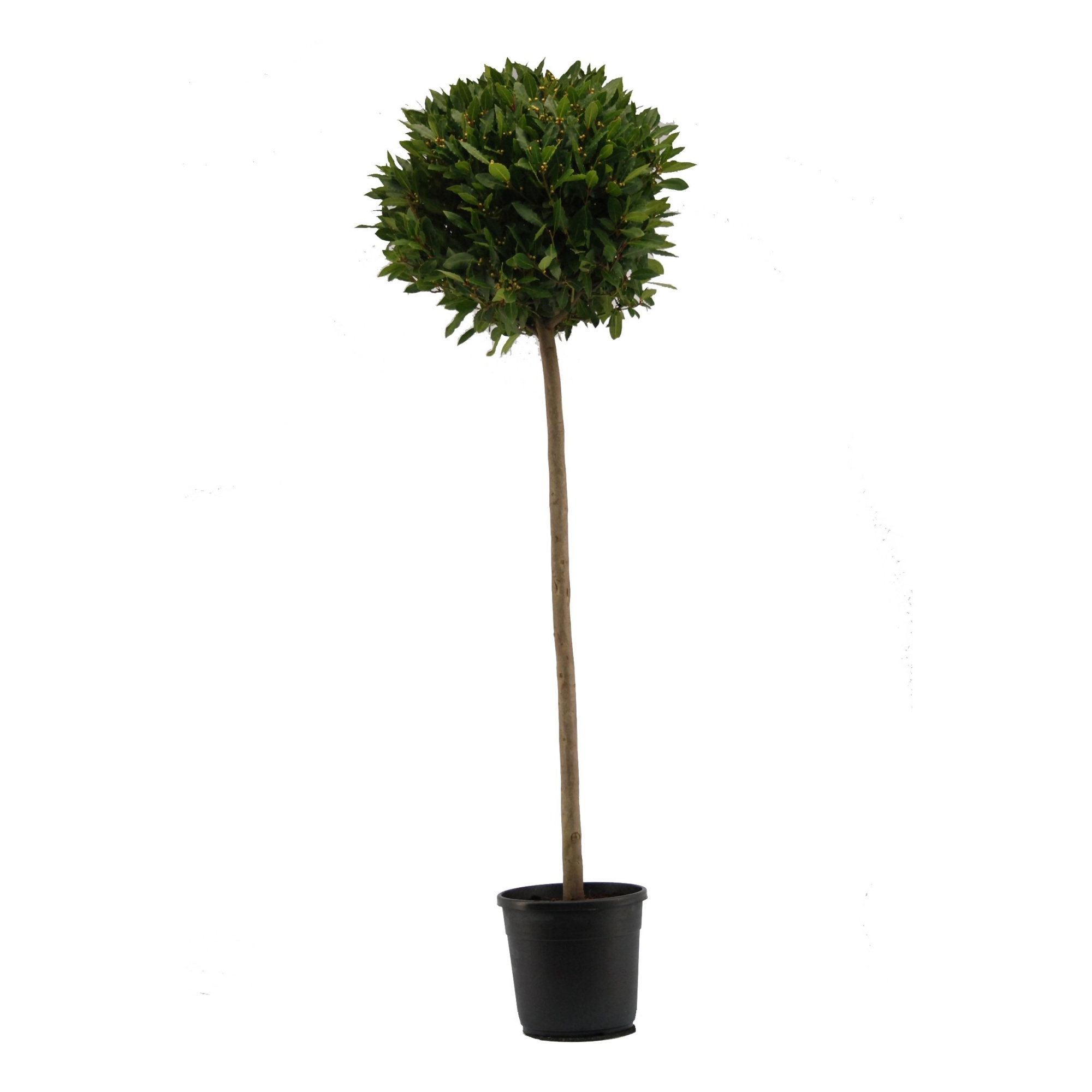 Laurus nobilis Bol op stam, D 30 cm