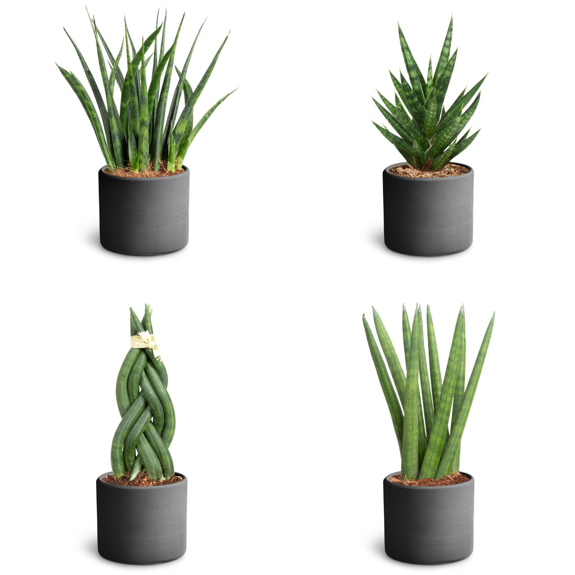 Raw Black, Sansevieria Collection, D 7 cm