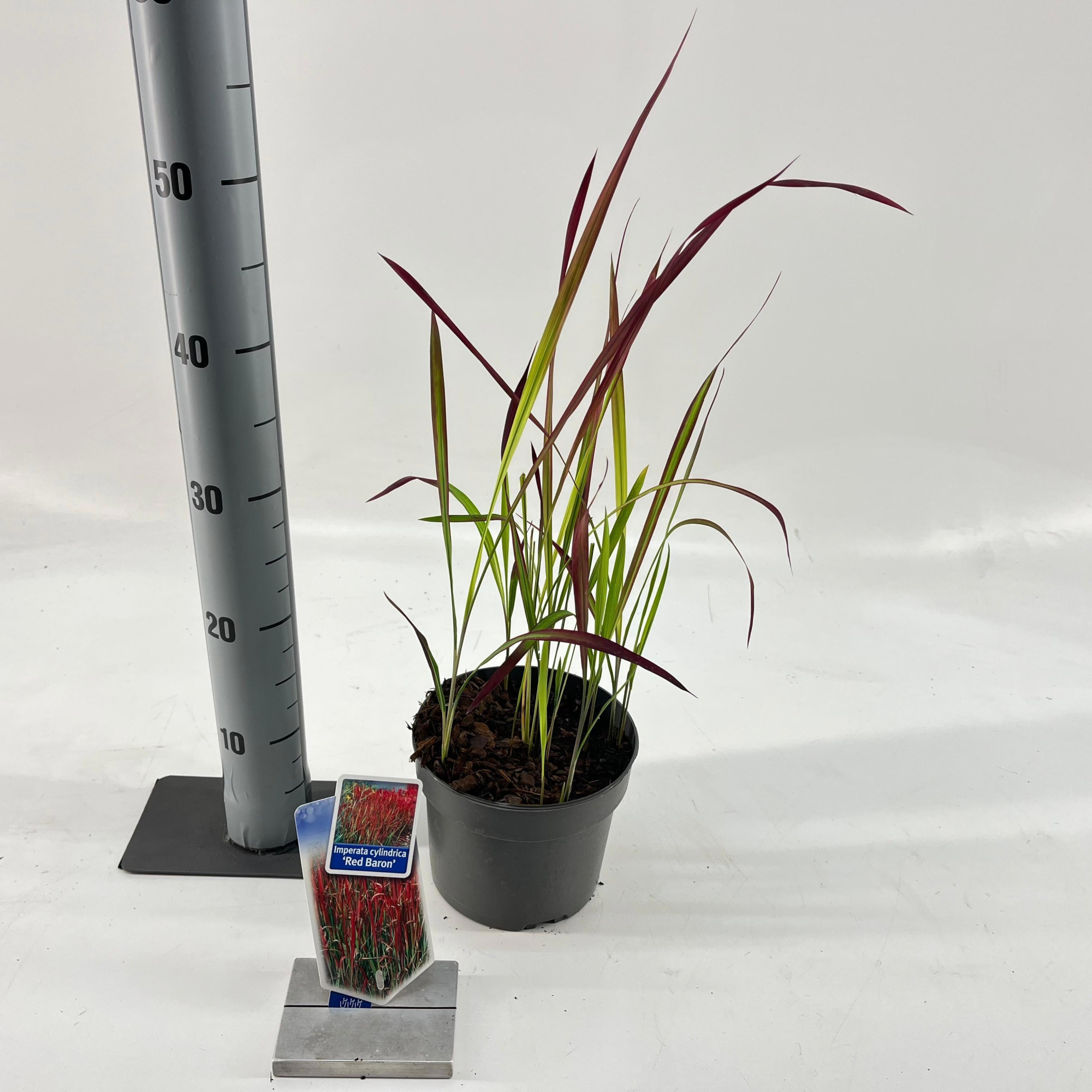 Imperata cylindrica 'Red Baron', D 17 cm