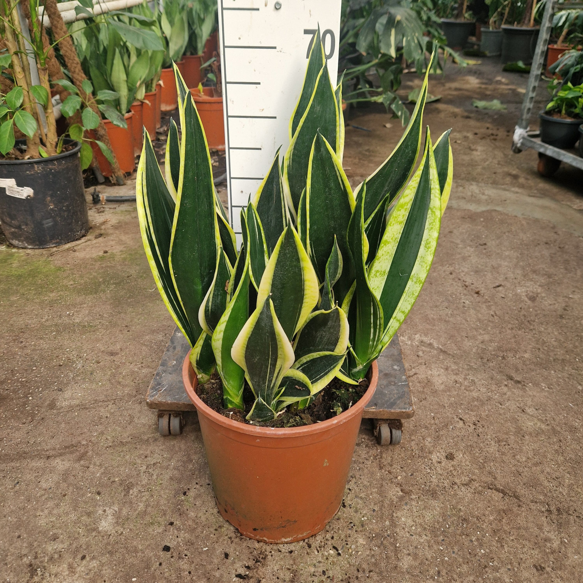 Sansevieria Night Shade, D 30 cm