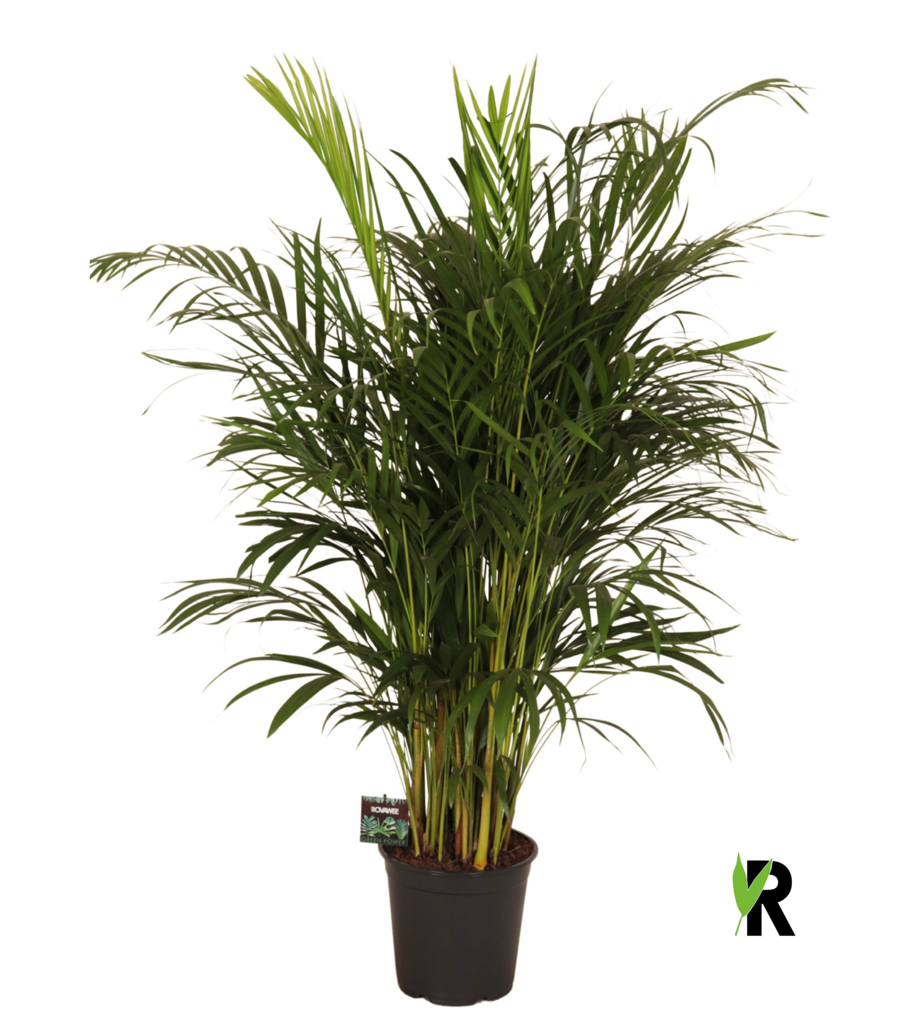 Dypsis lutescens, volle planten, D 24