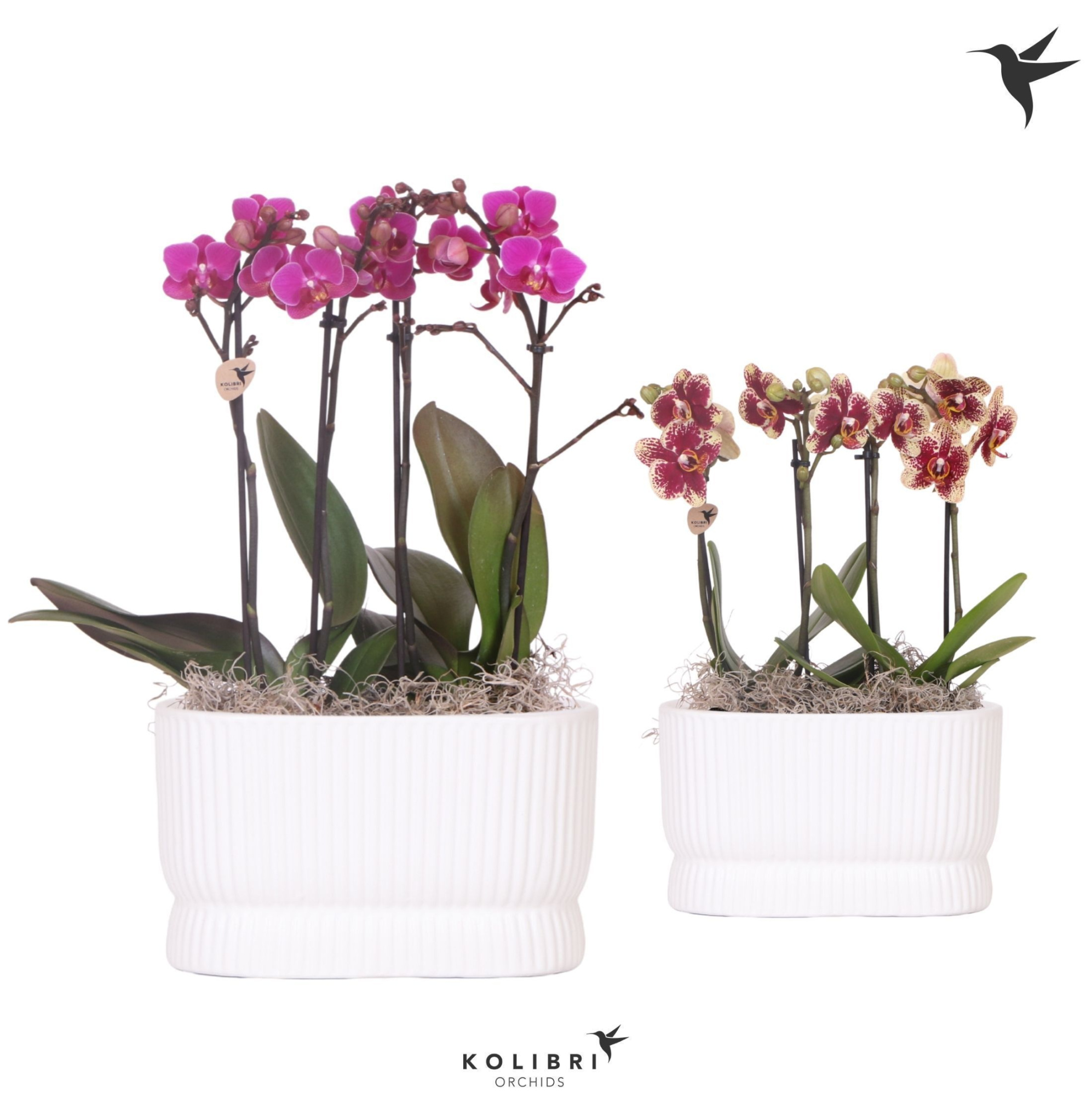 Kolibri Orchids Phalaenopsis White 4 spike in Diabolo twin white, D 18 cm