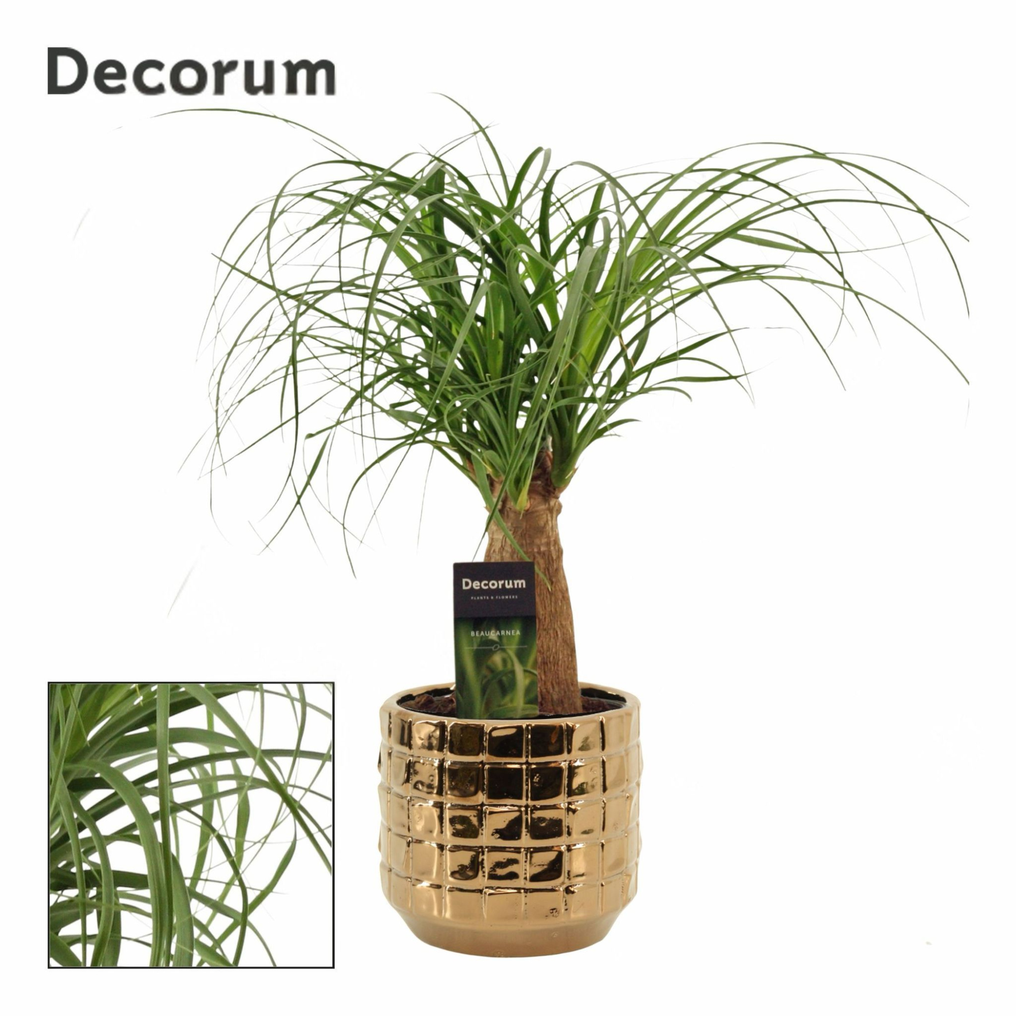 Beaucarnea recht 12 cm in Janneke (Top blend-Collection), D 12 cm