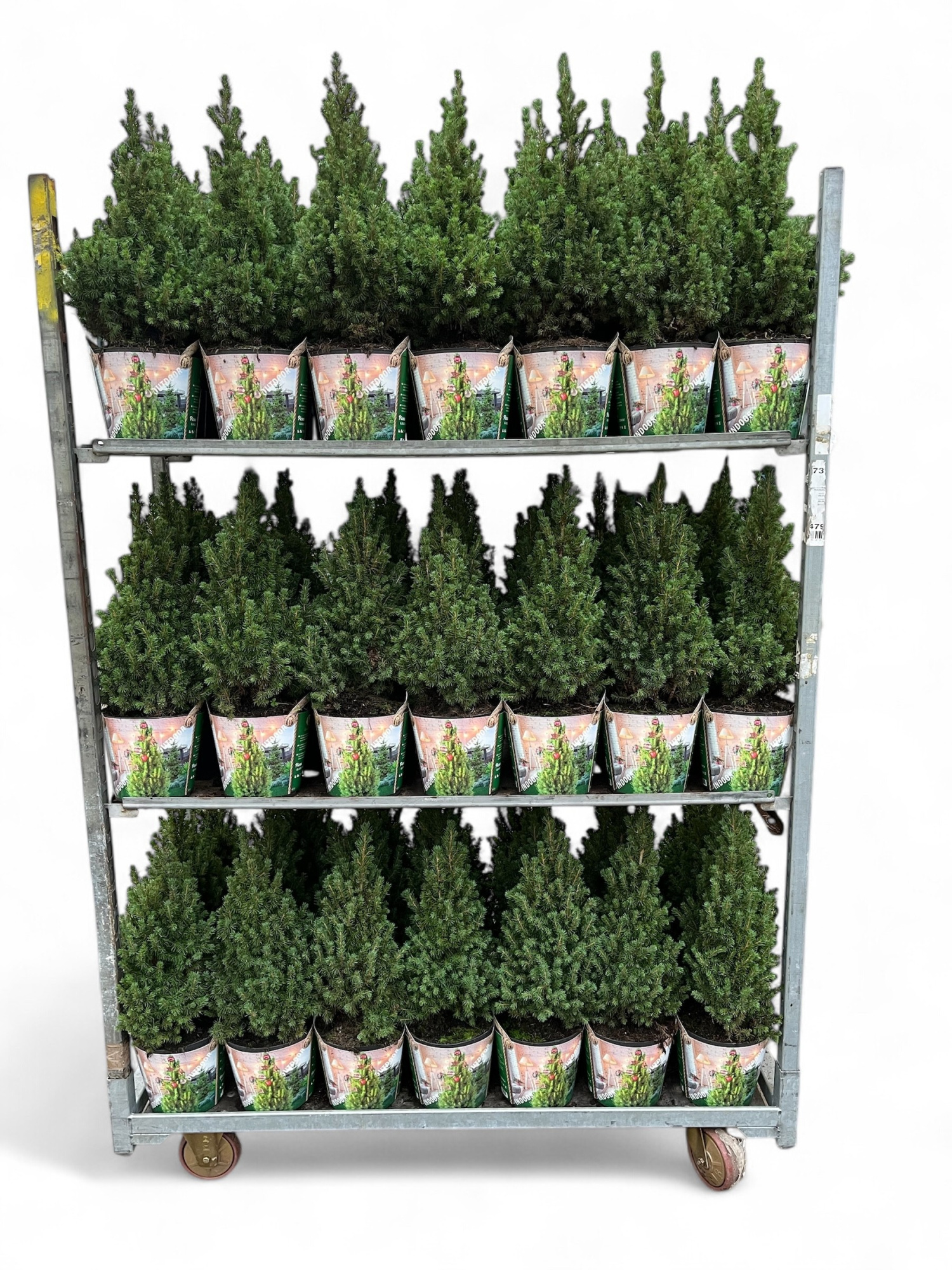 Picea glauca Conica 55-60 met potcover C3, D 19 cm