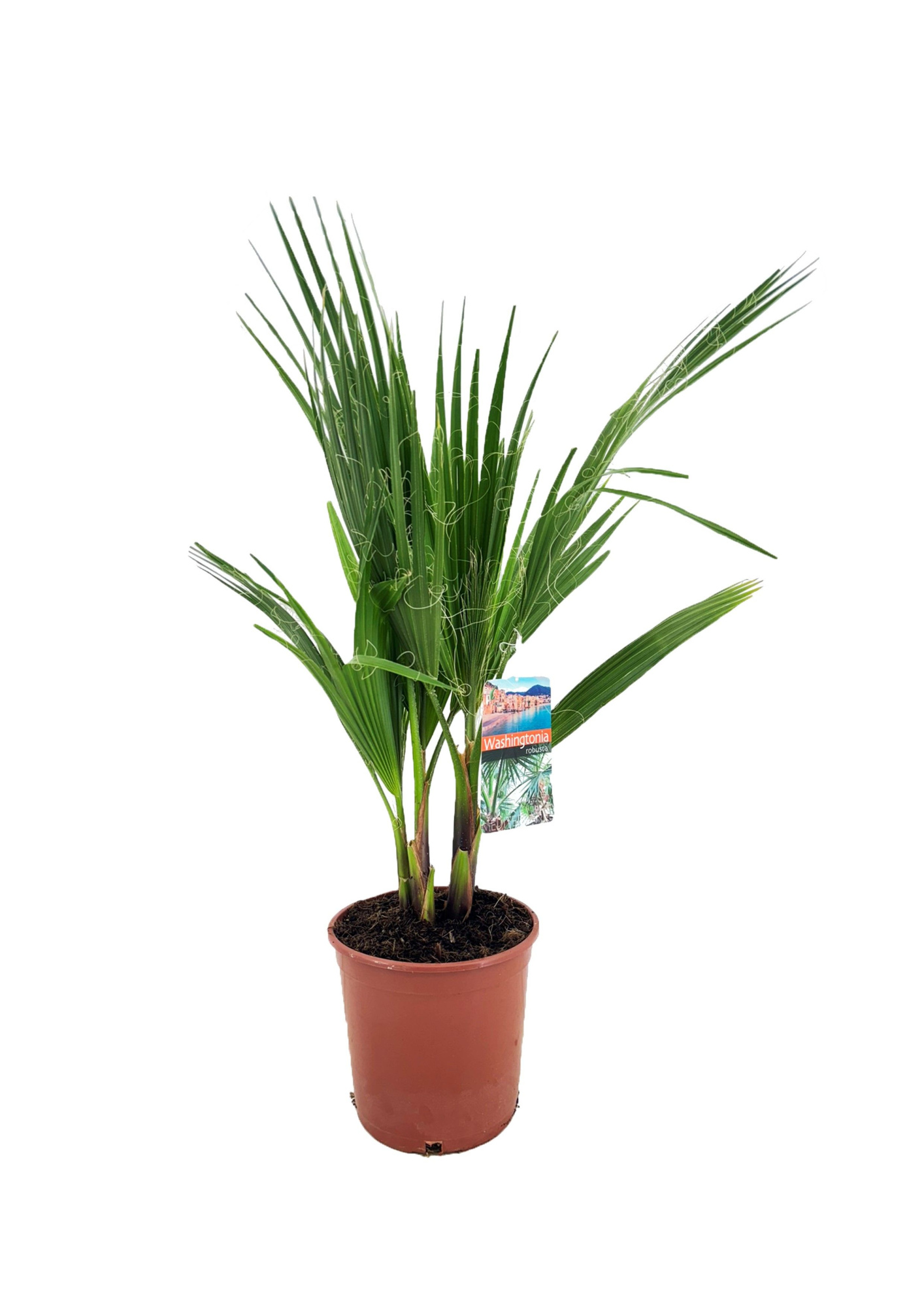 Washingtonia robusta, D 21 cm
