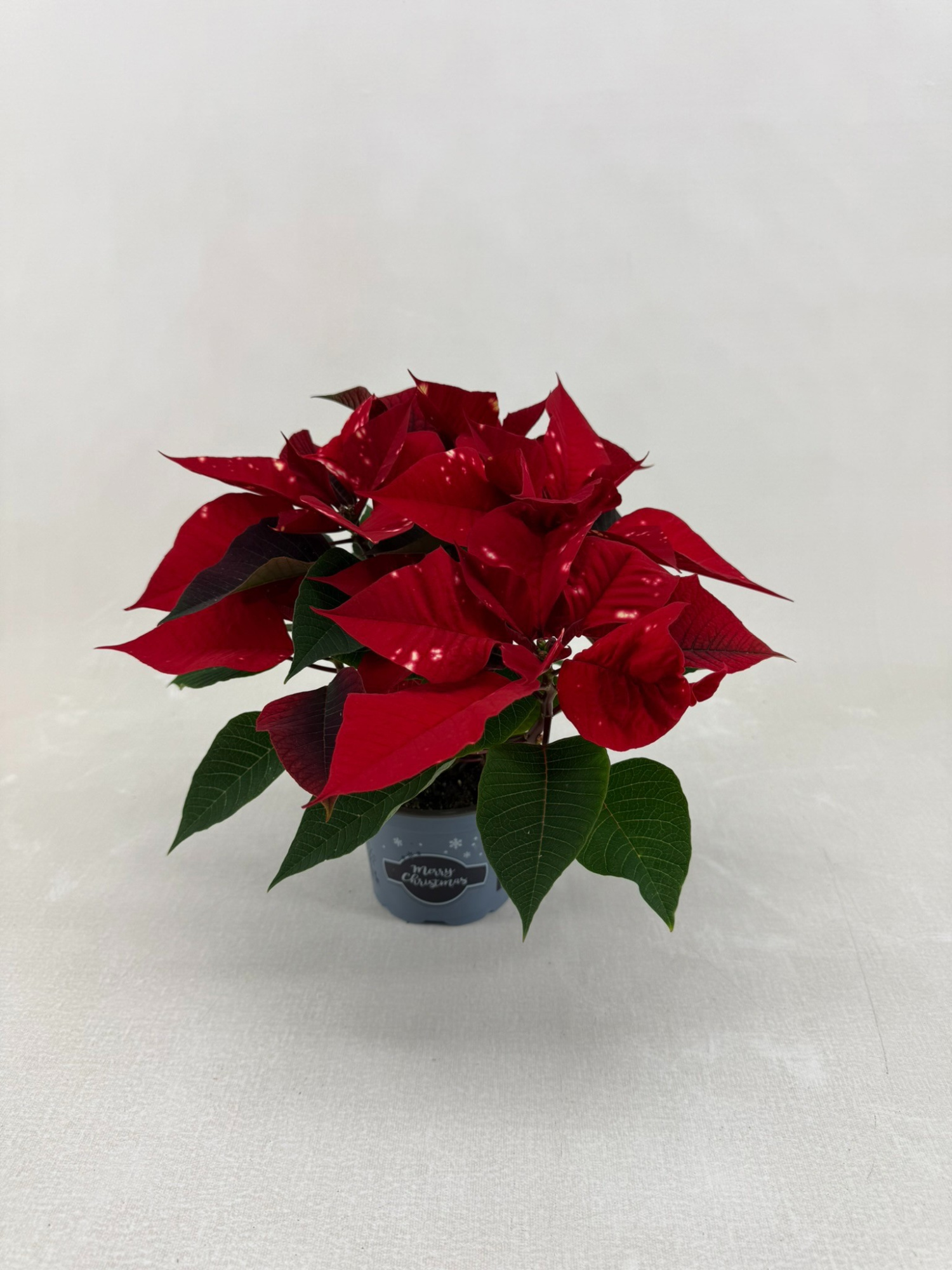 Poinsettia Fantasy star rood, D 10,5 cm