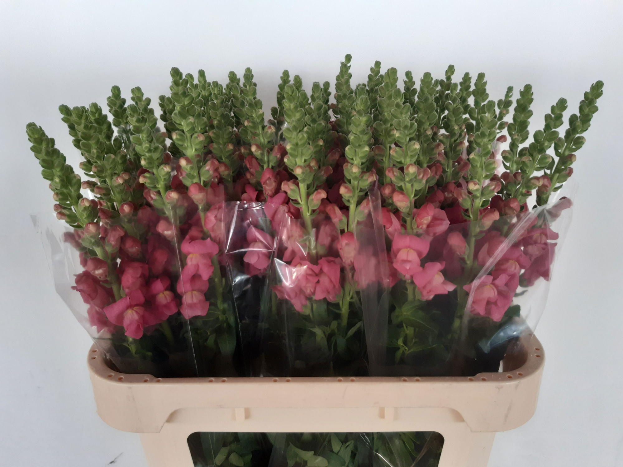 Антирринум Авиньон Роуз, шт.