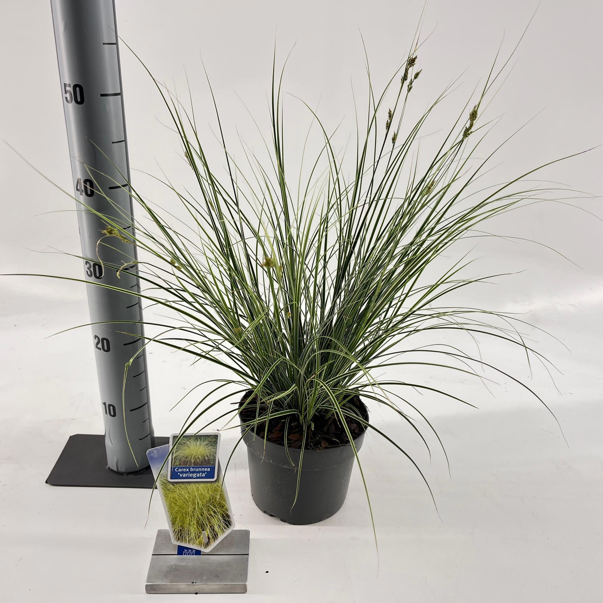 Carex brunnea 'Aureovariegata', D 17 cm
