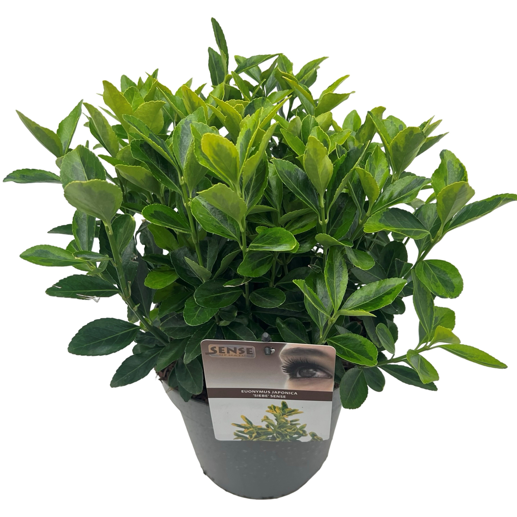 Euonymus jap. 'Siebe' sense, D 23