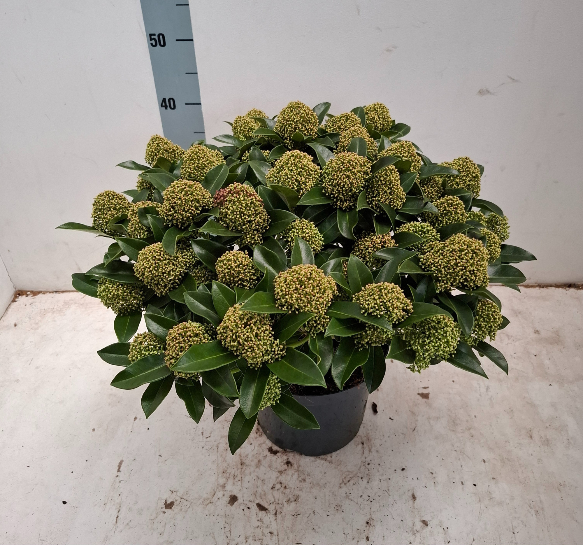 White Globe 23cm 35+ bloem, D 23