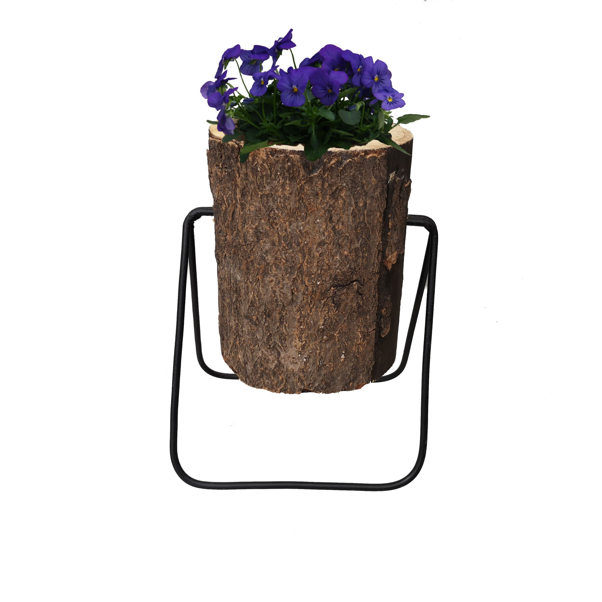 PRF686 Primula Festuca Lumberjack, D 21