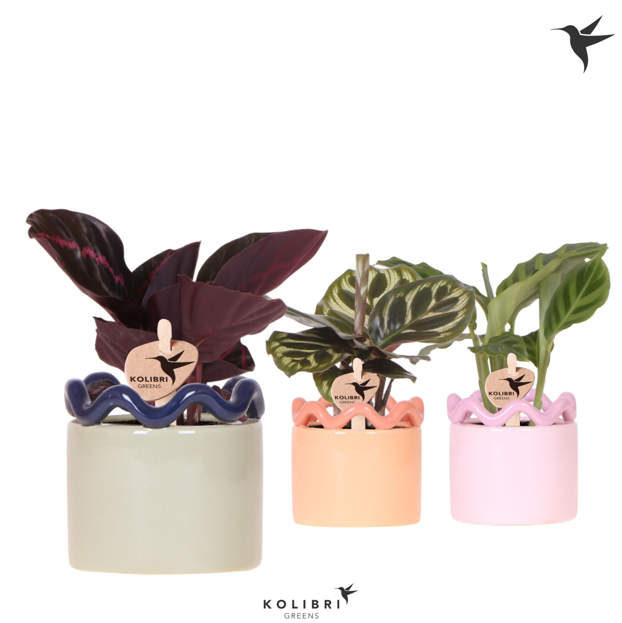 Kolibri Greens Calathea mix in Funky pot mix, D 6