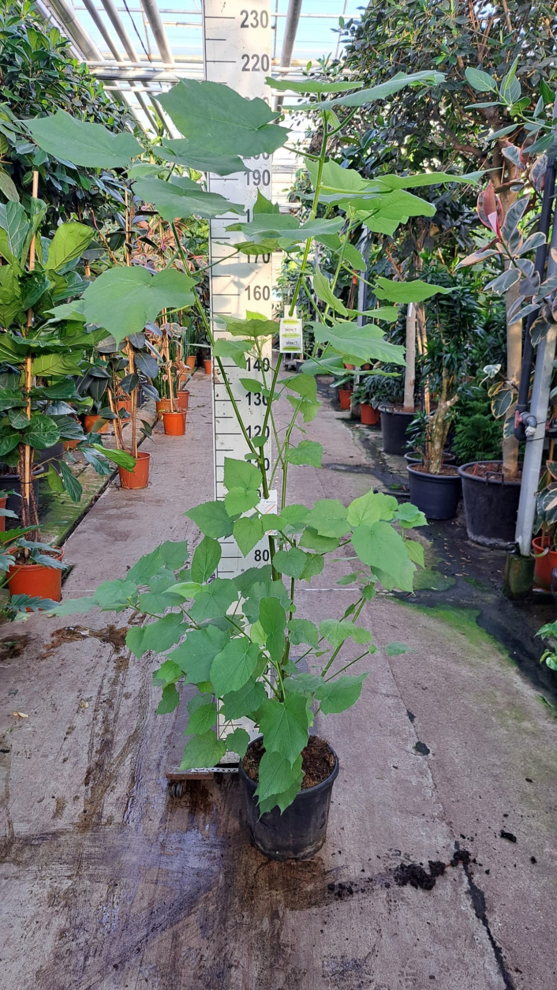 Sparrmannia Africana 210, D 30