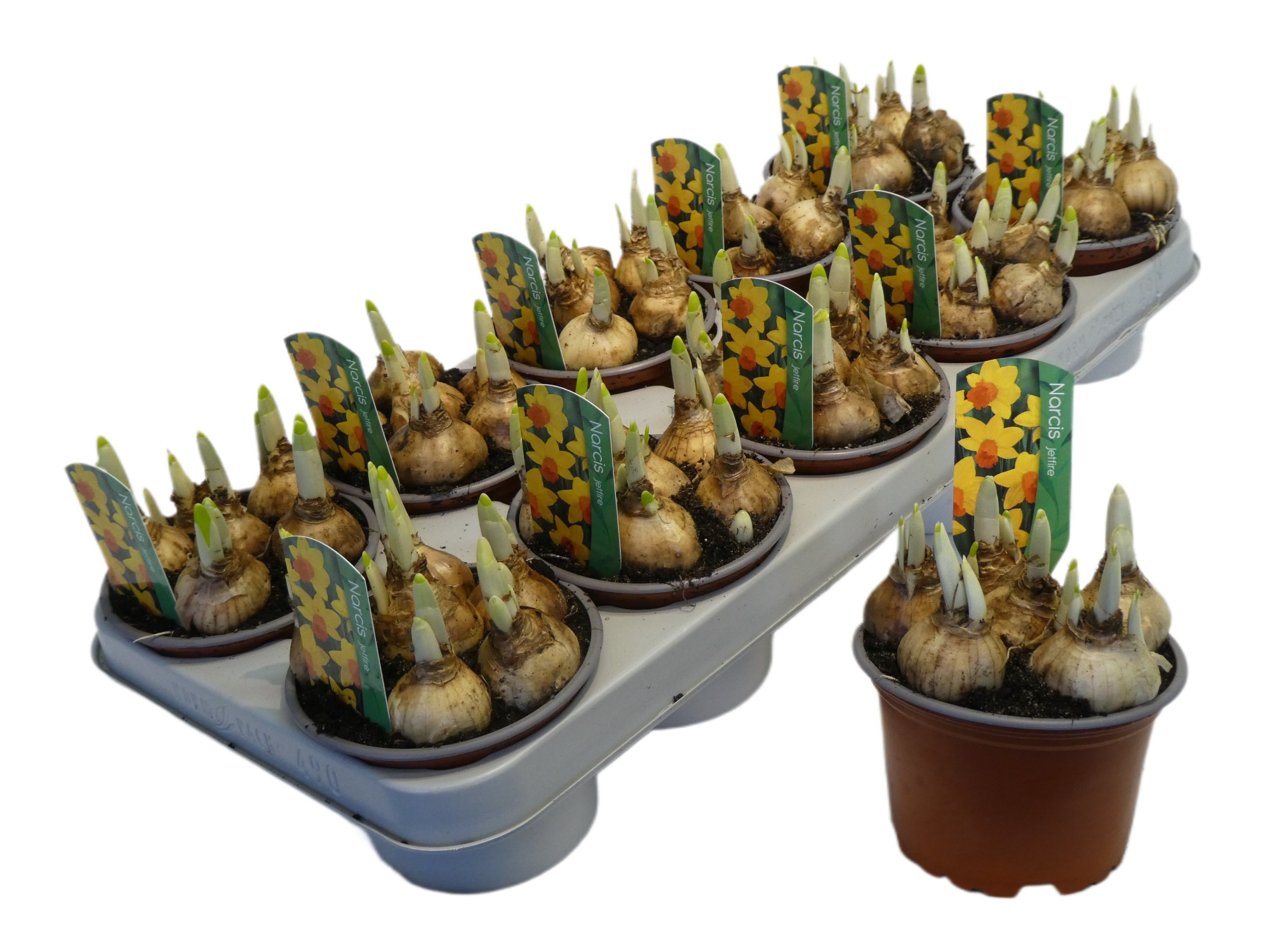 Narcissus 'Jetfire', D 12