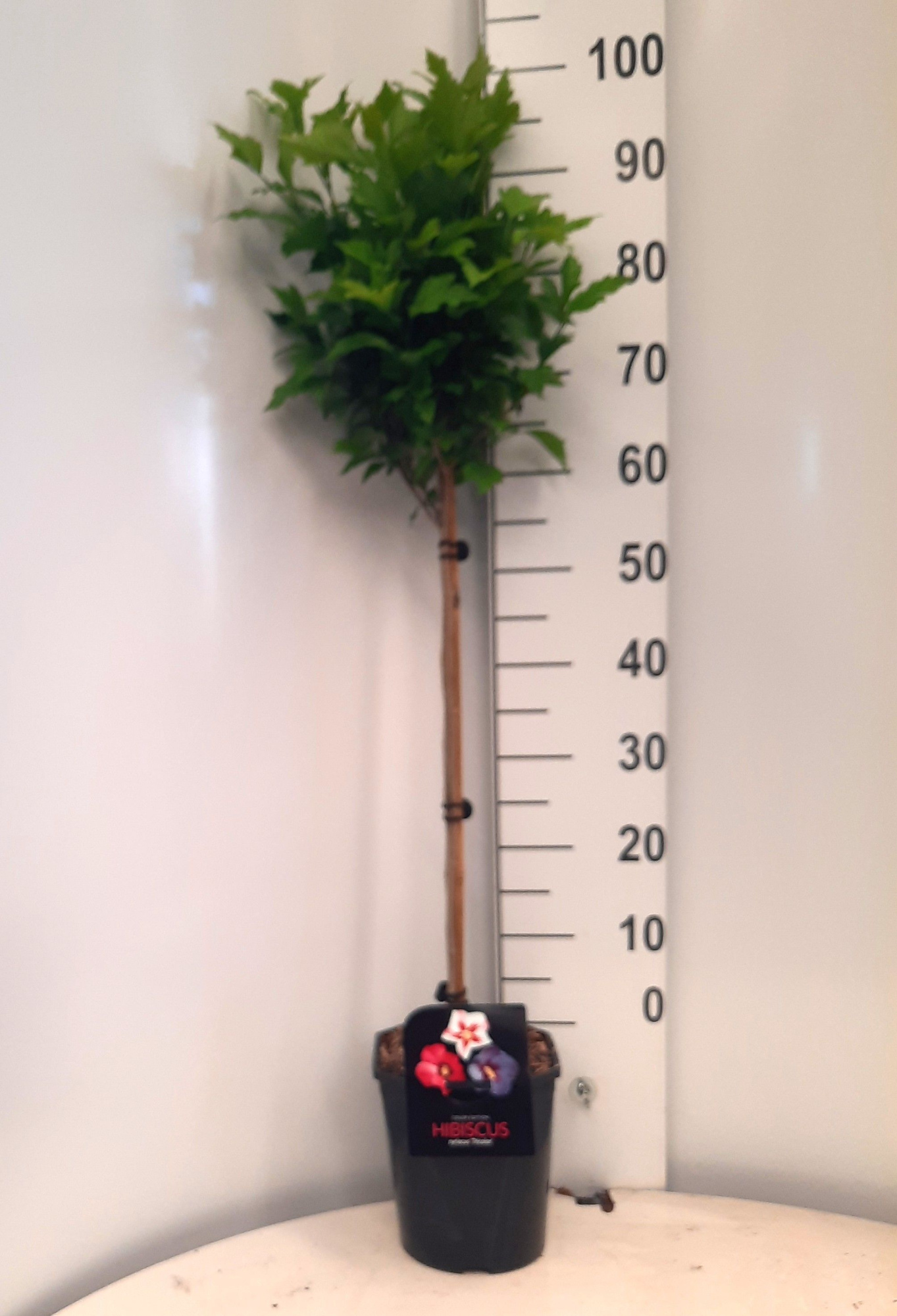 Hibiscus syriacus 'Tricolour', D 21