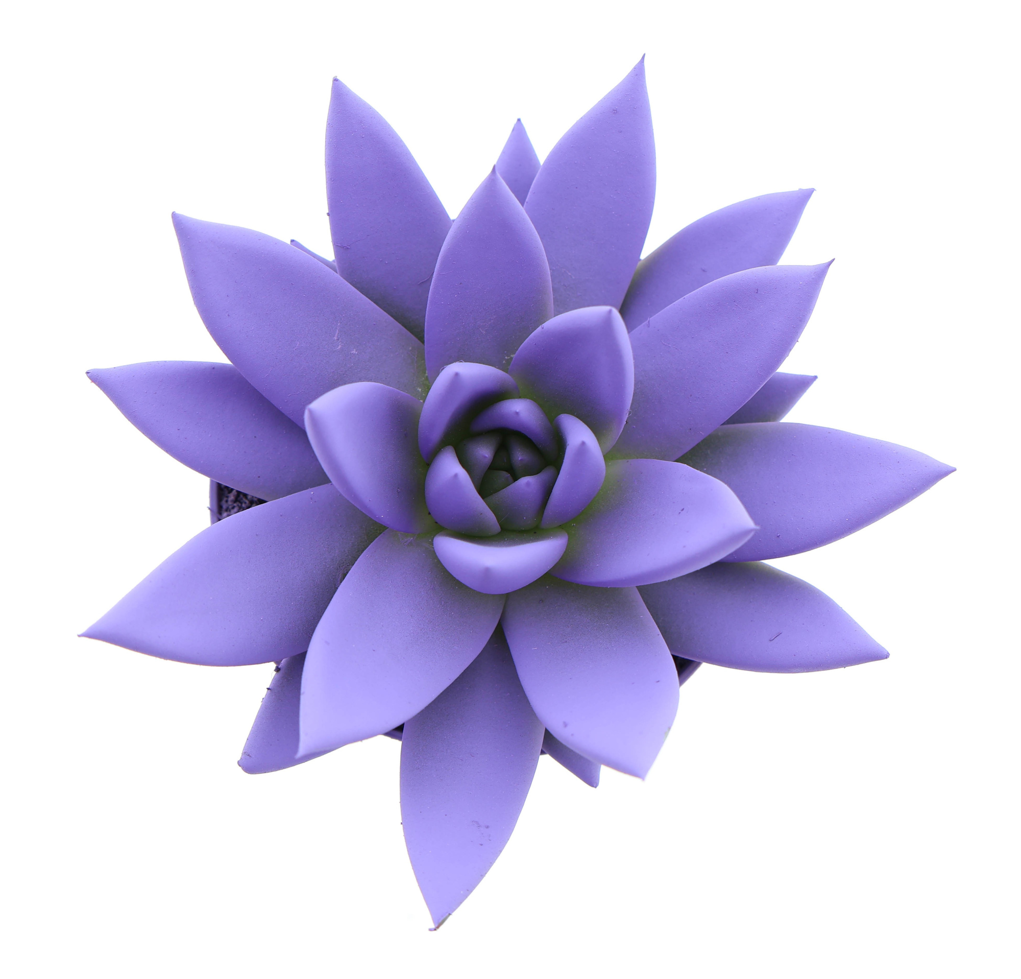 Rainbow dark milka, D 8,5 cm