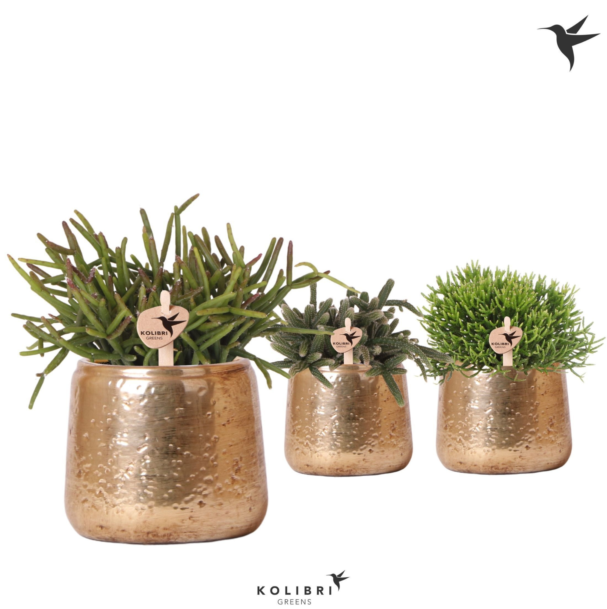 Kolibri Greens Rhipsalis mix in Luxury pot gold, D 9 cm