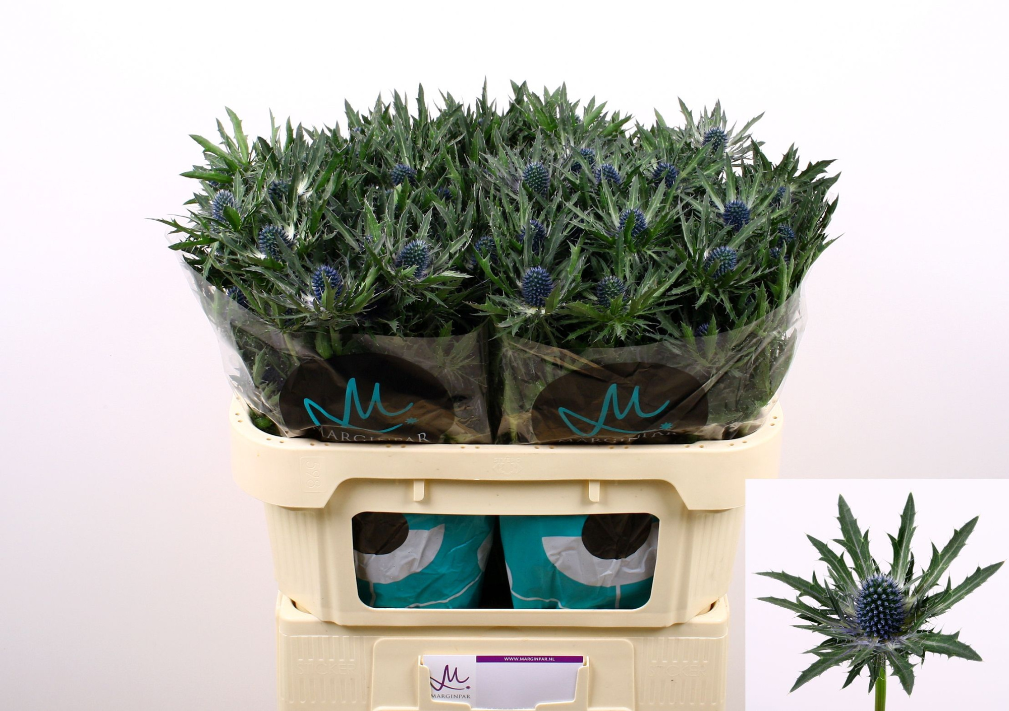 Эрингиум Орион Кьюстар 70, шт.