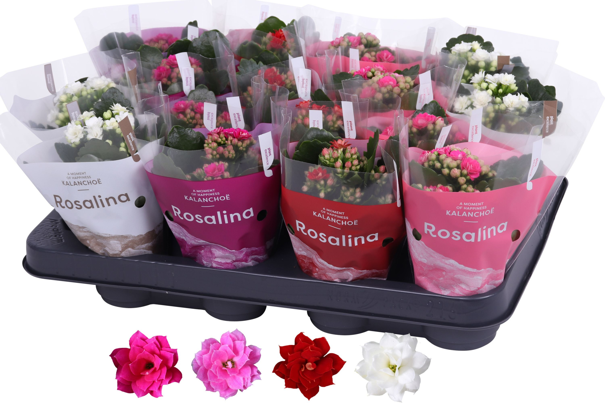 Kalanchoe Rosalina 07cm rz/wt/pa/rd, TST hoes, D 7 cm