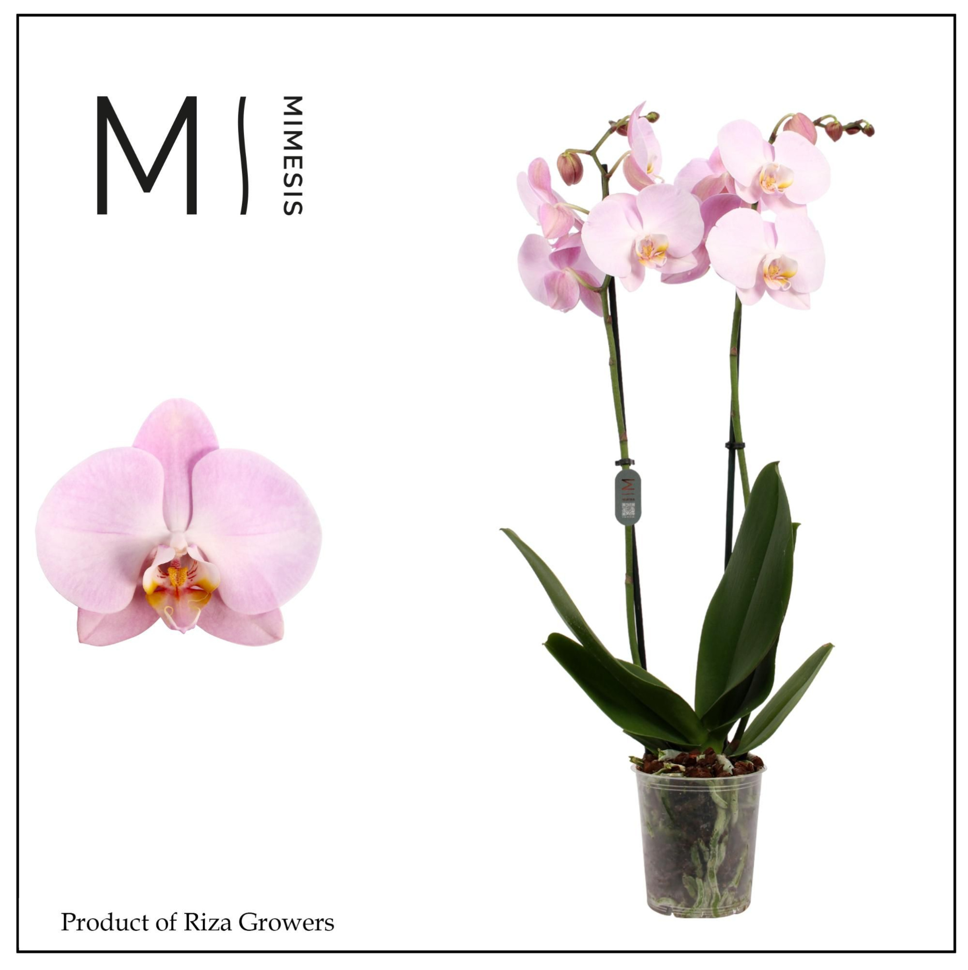 Phalaenopsis Rhone 2 spike - 12cm | Mimesis, D 12 cm