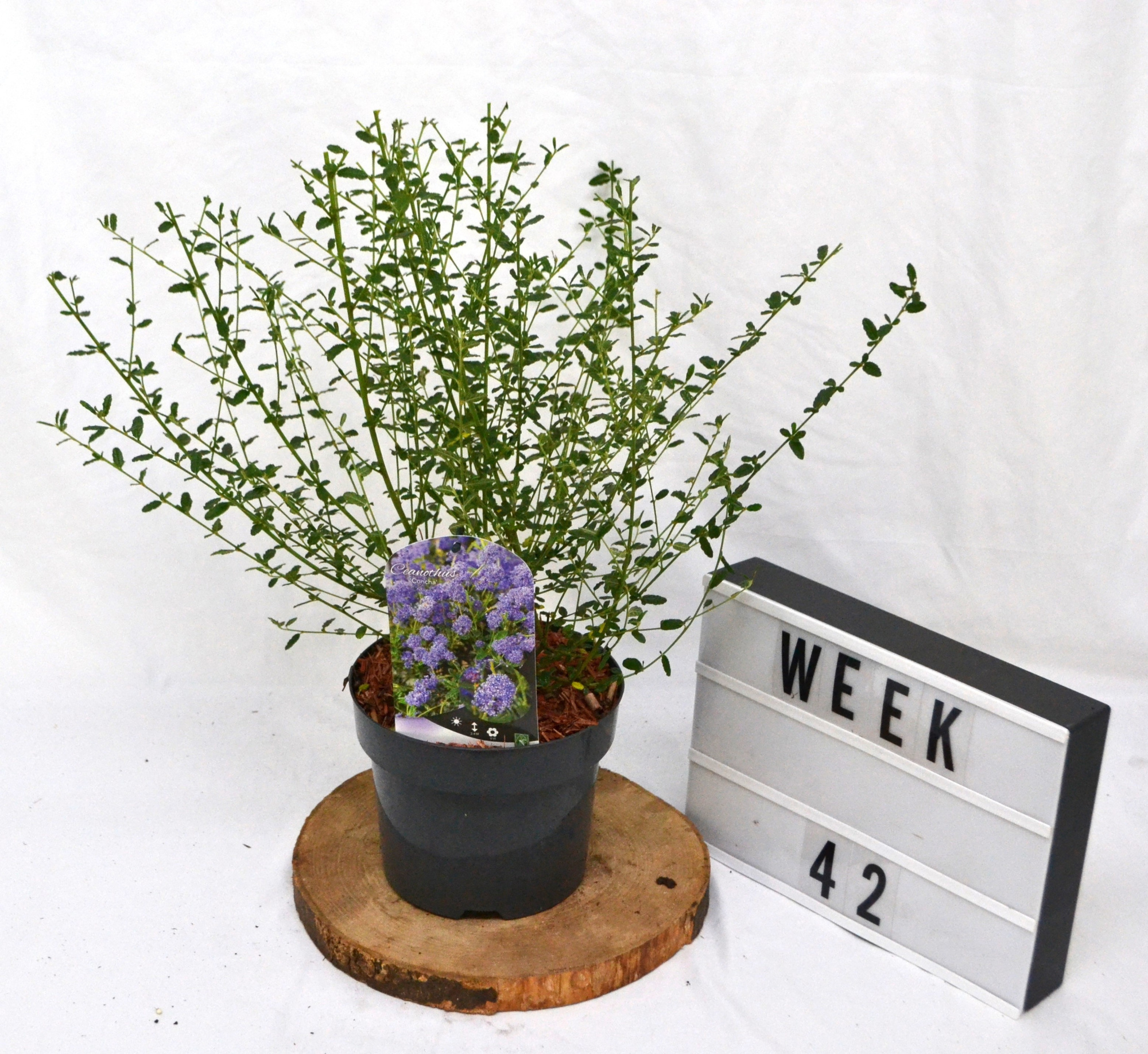 Ceanothus 'Concha' C3, D 19 cm