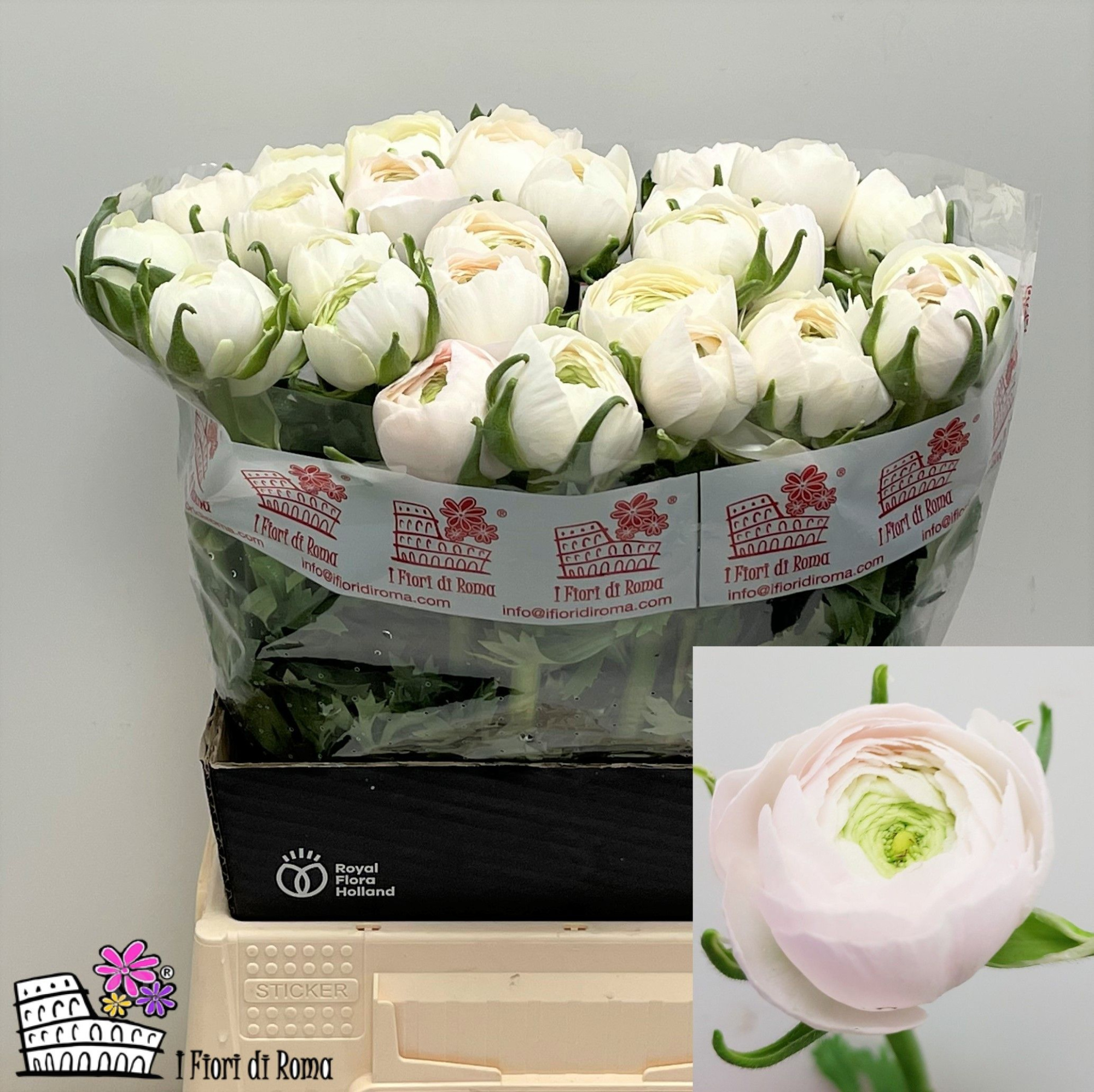 Ранункулус Саксесс Ханой 45, шт.