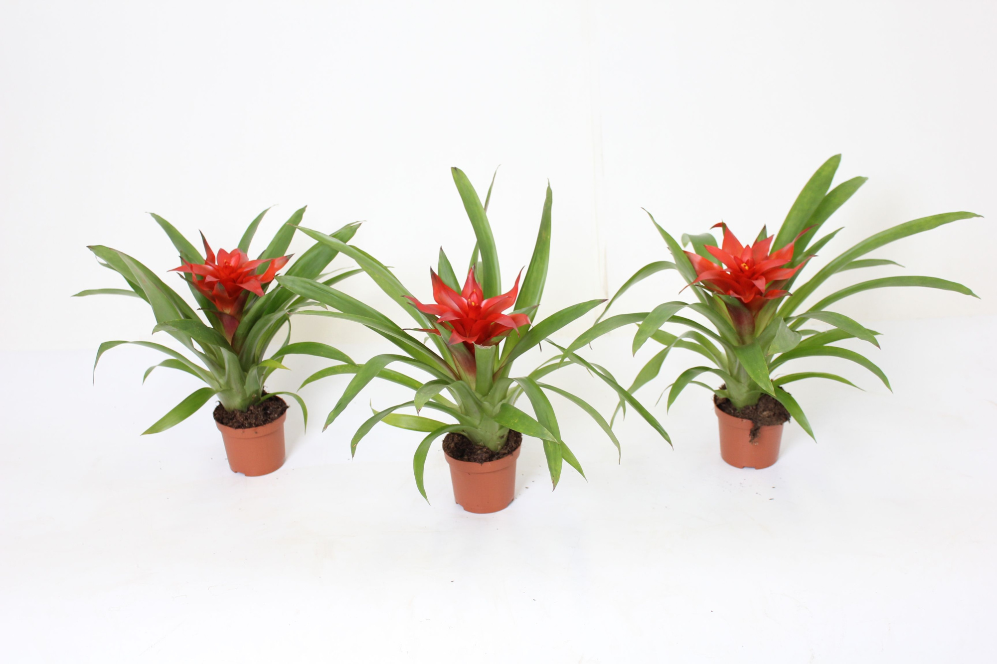 Guzmania Blitz, D 9 cm