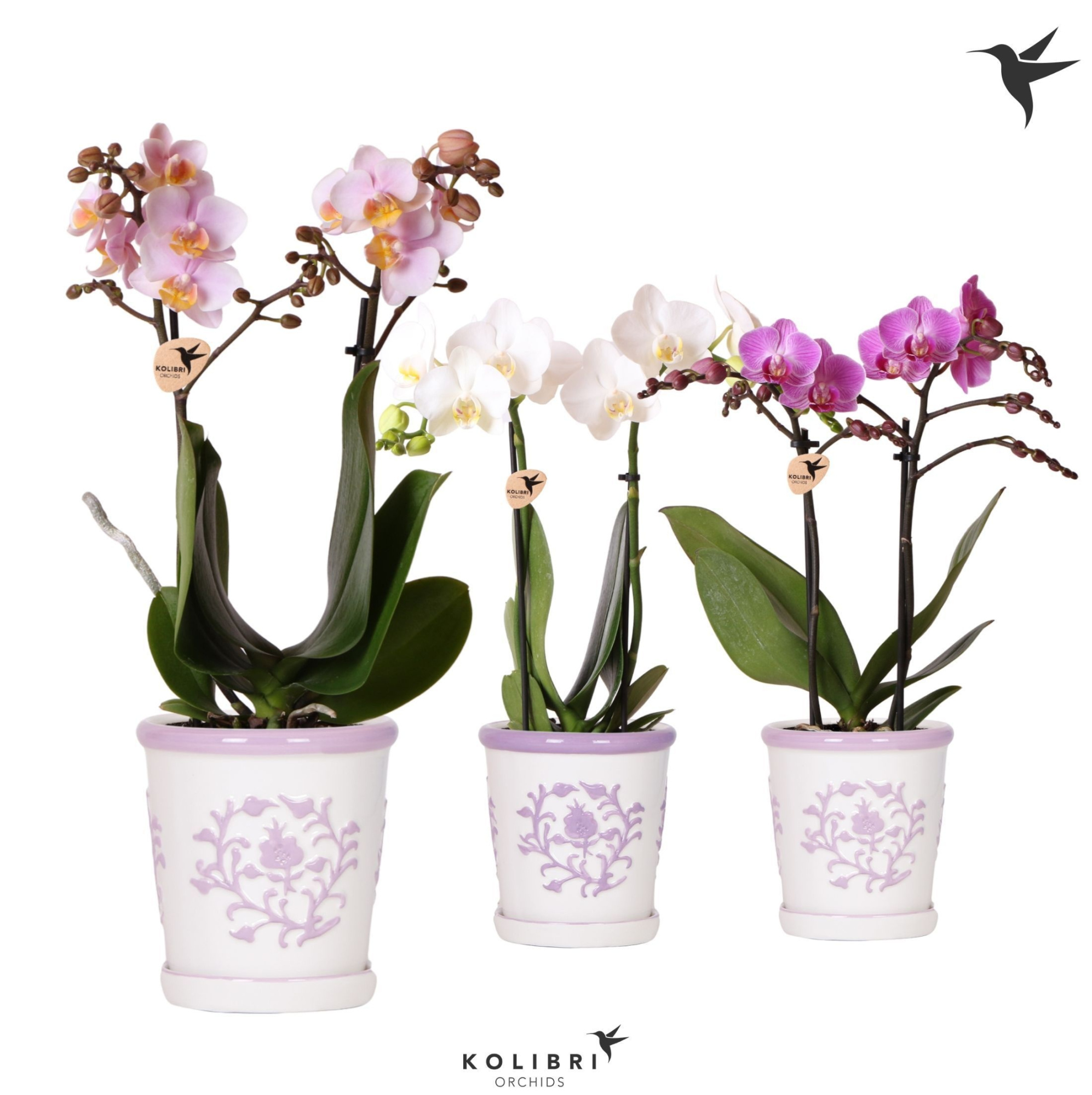 Kolibri Orchids Phalaenopsis mix 2 spike in Malaga pot lila mix, D 9