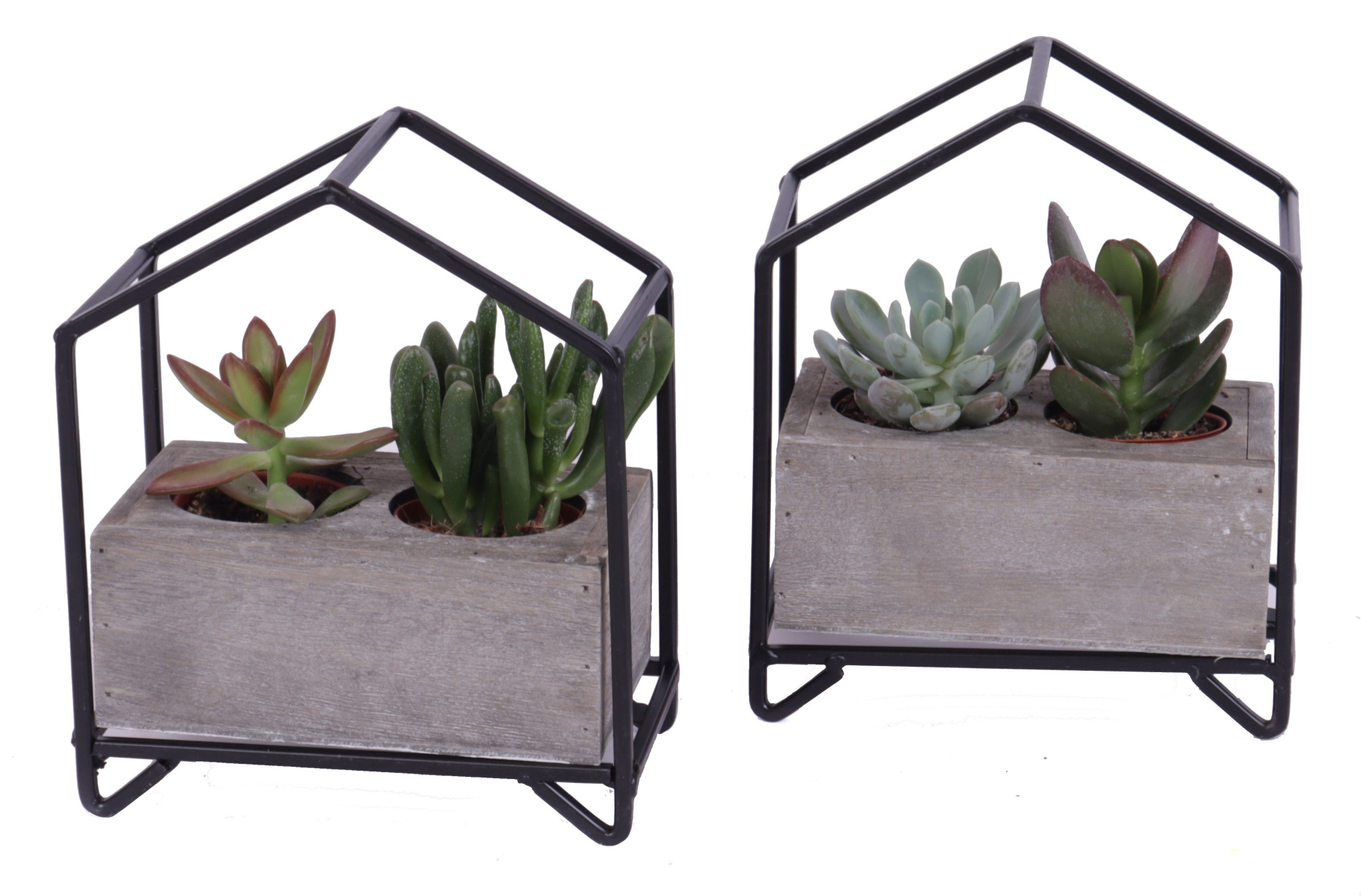 2x succulent mix in metalen huisplanter, D 16 cm