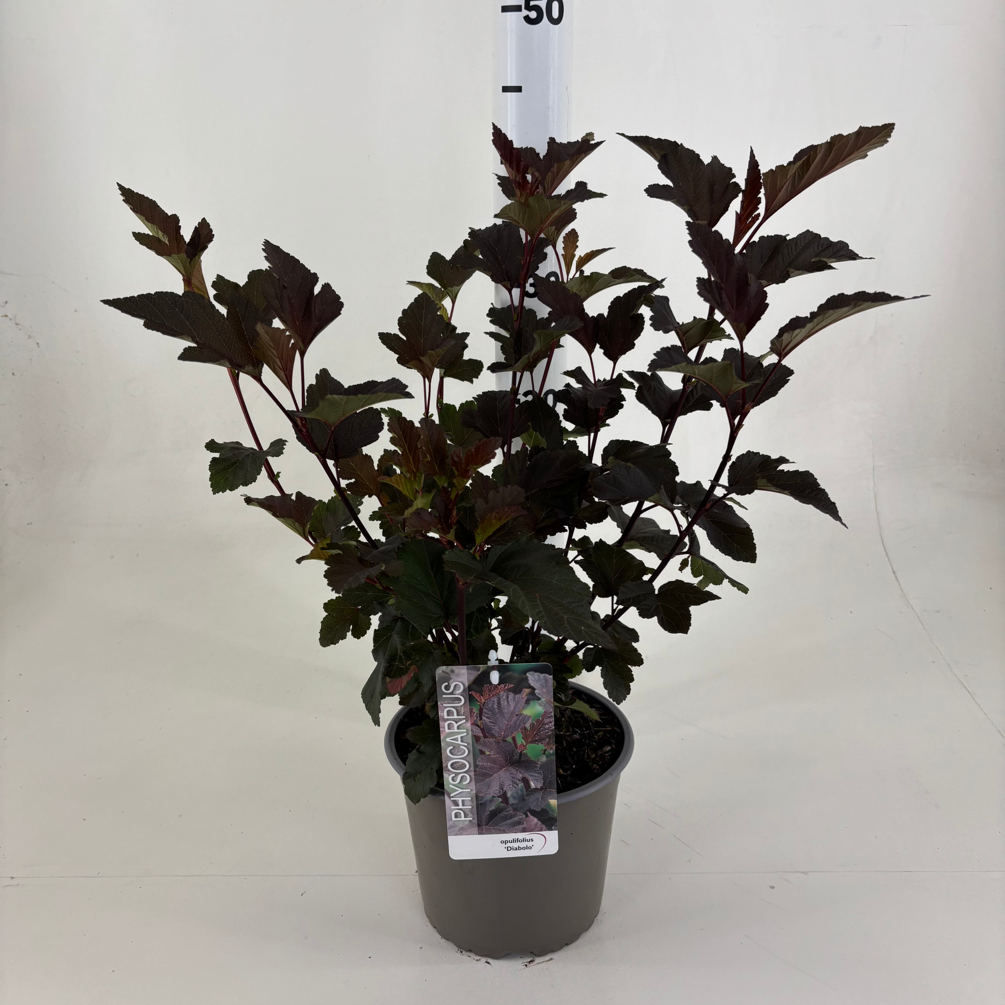 Physocarpus opulifolius 'Diabolo', D 19 cm