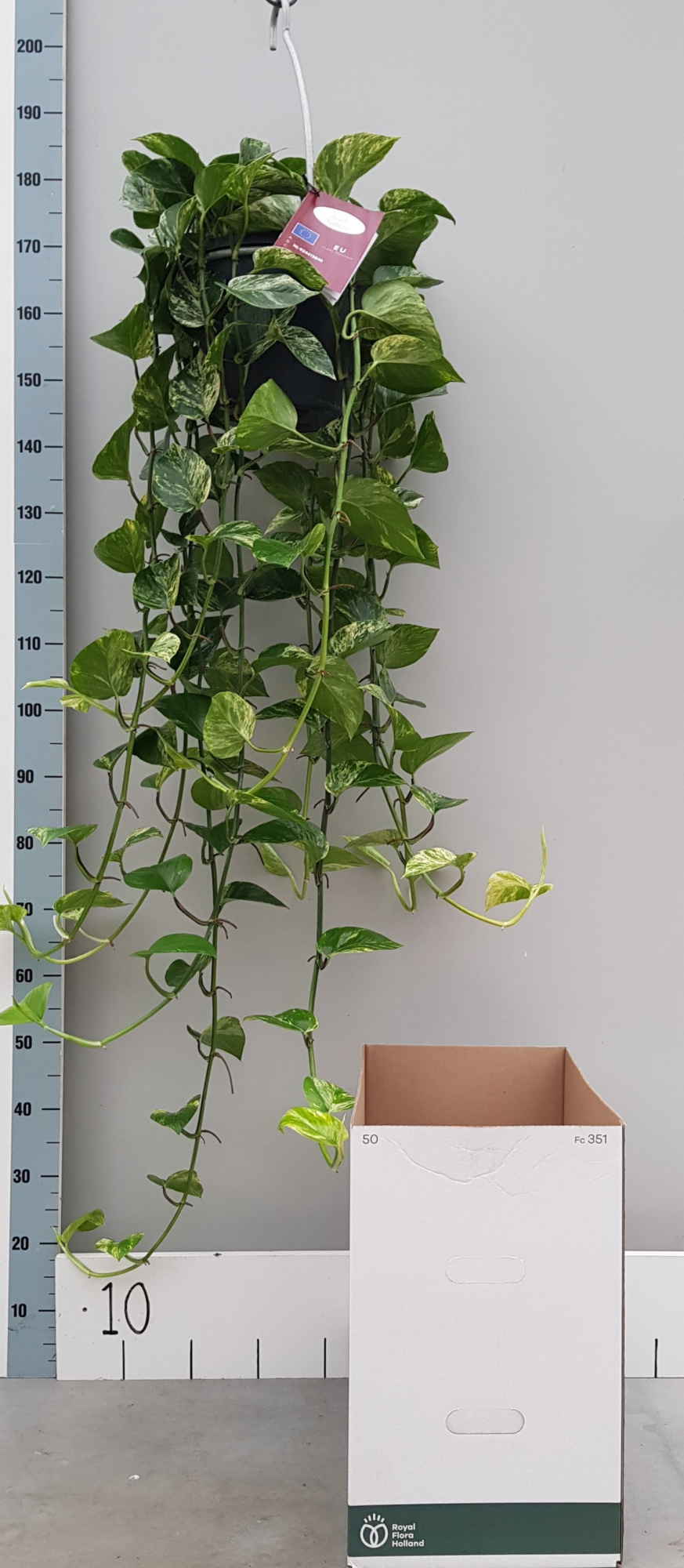 XL Epipremnum Marble Queen 25cm, D 25