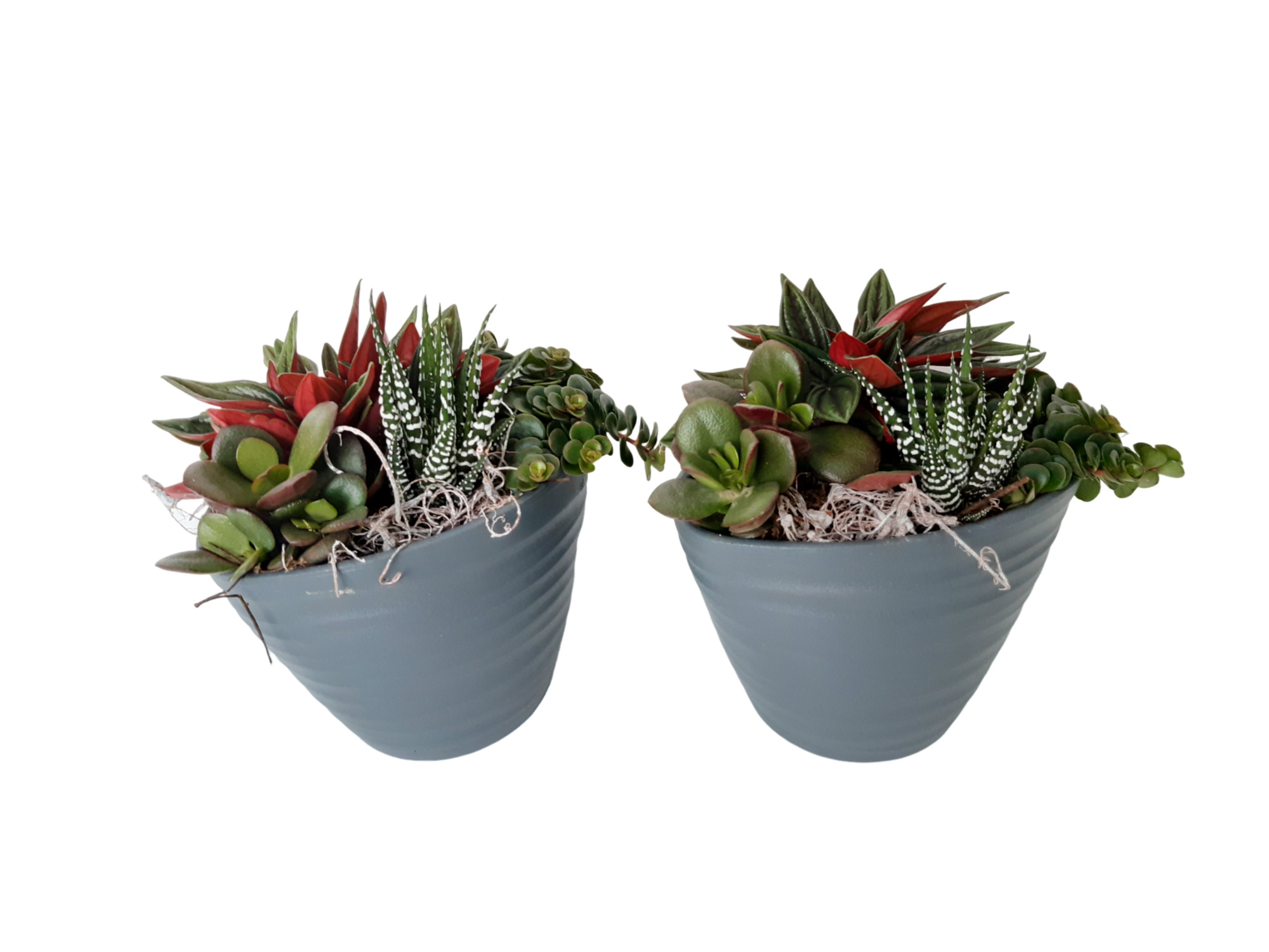 GR14MIX mini groenmix in grijze ovale scratchpot 10x14cm, D 15 cm