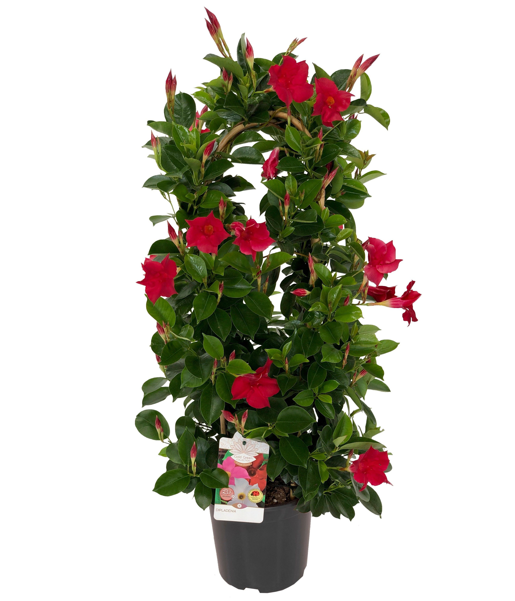 Dipladenia mandevilla double bow C20, D 20