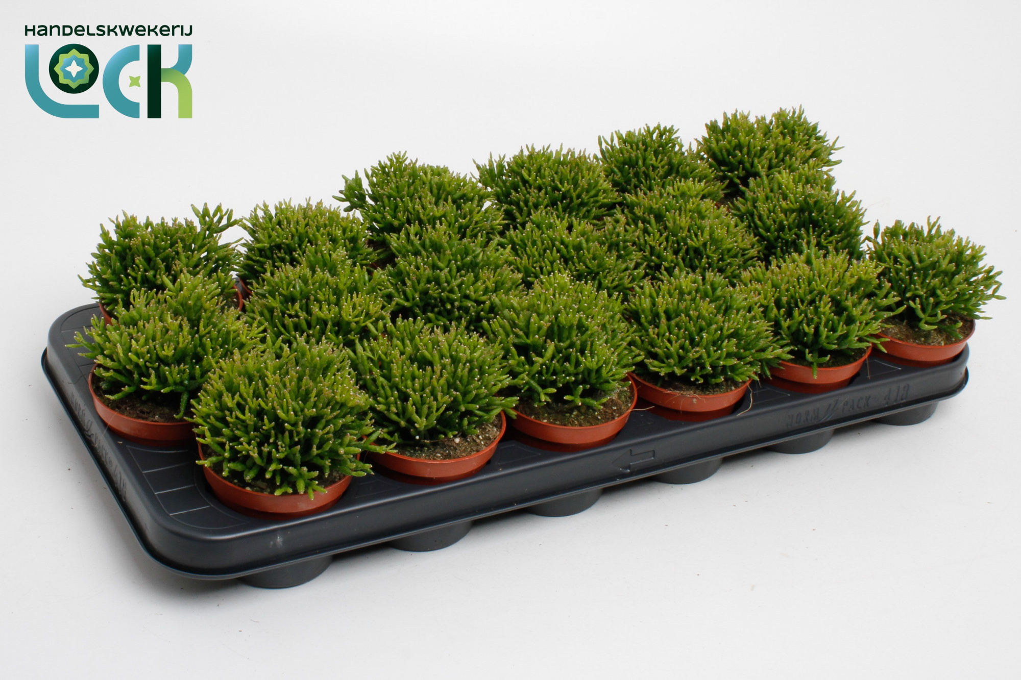 Hatiora Salicorniodes, D 8,5 cm