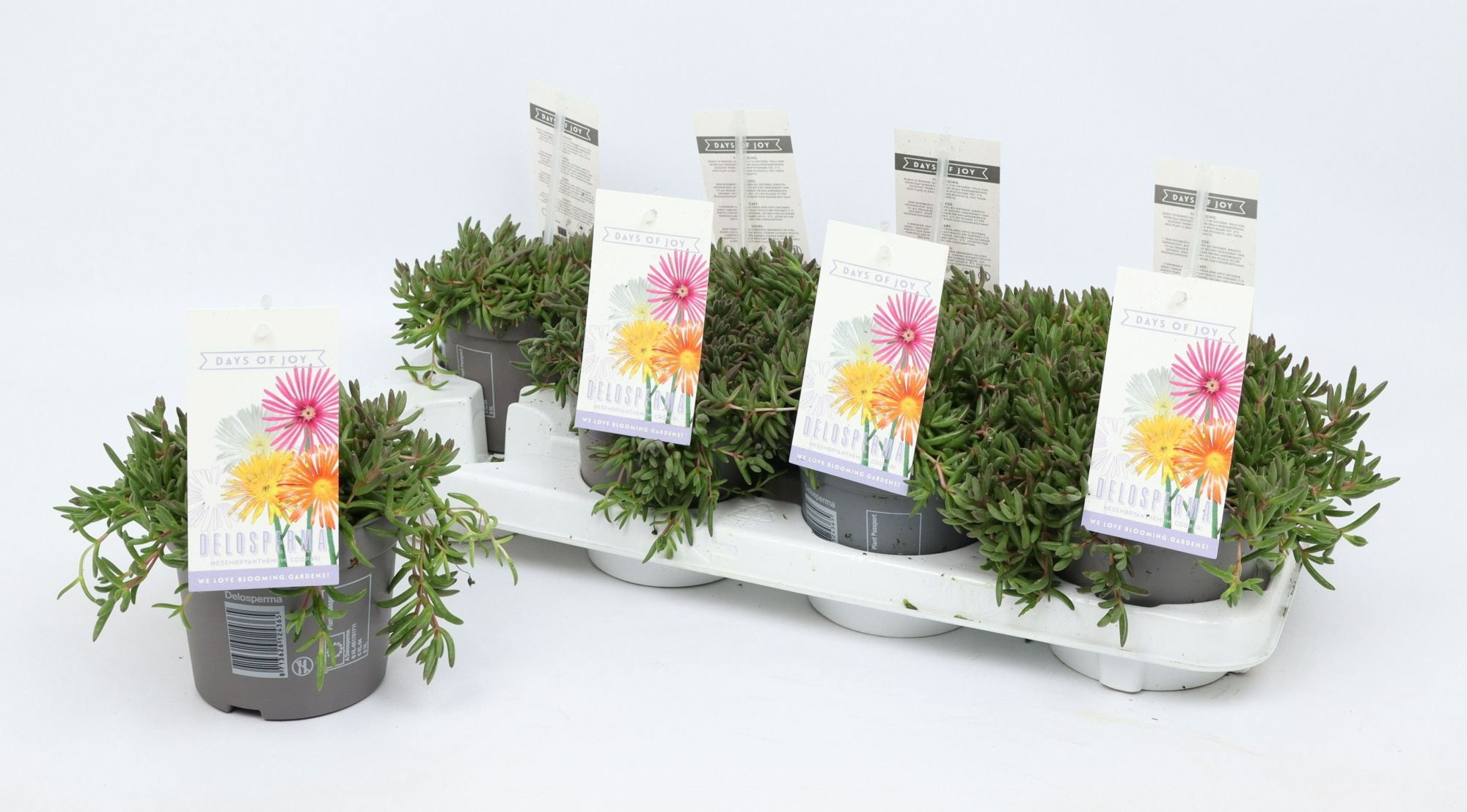 Delosperma Lido mix, D 12