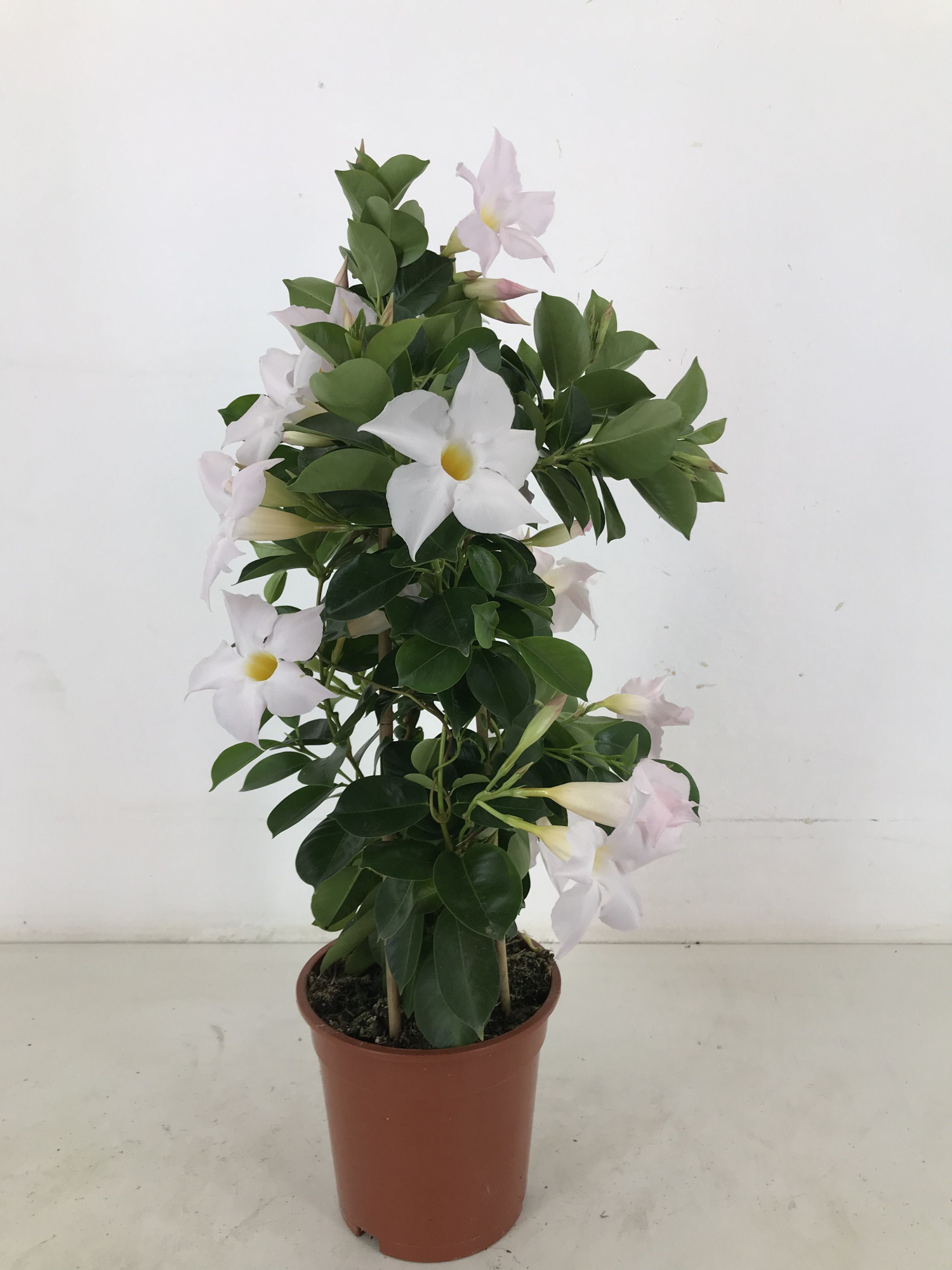 p17 Sundaville classic white pyramide, D 17