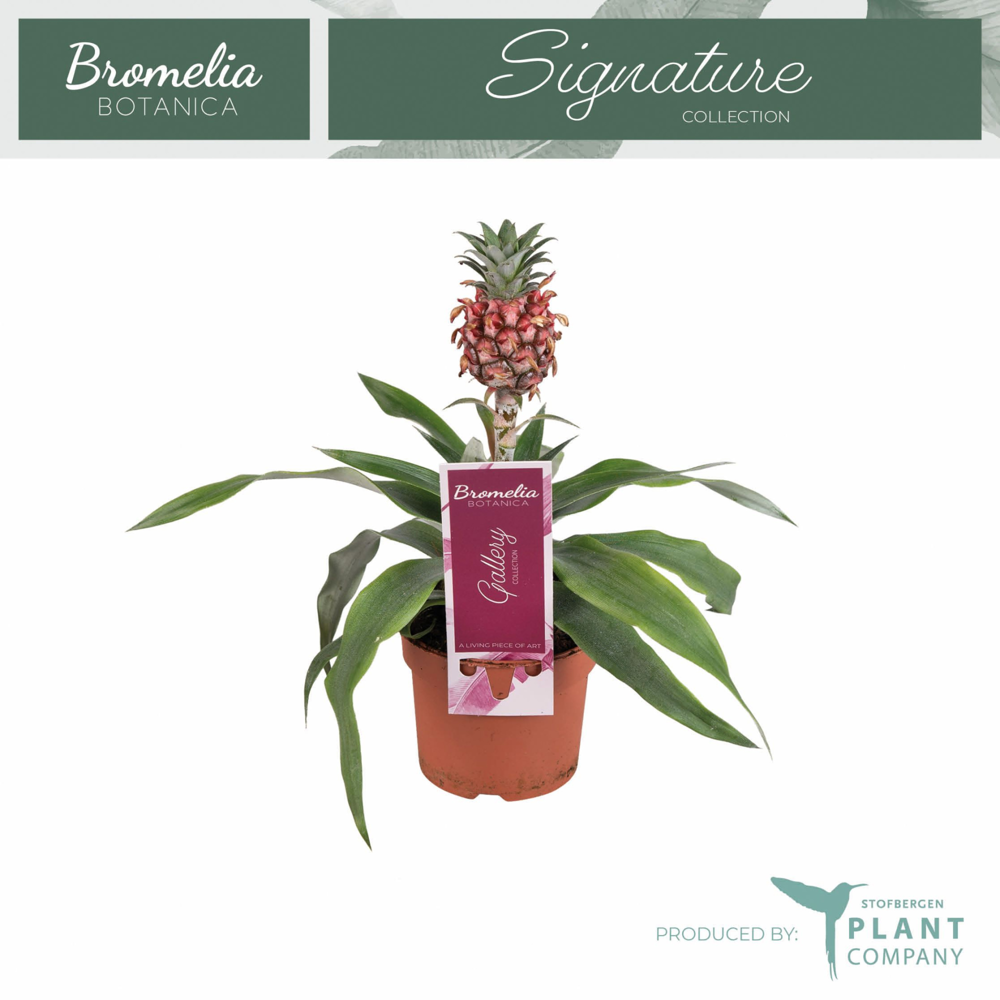 Ananas Rosita 9 cm pot, D 9 cm