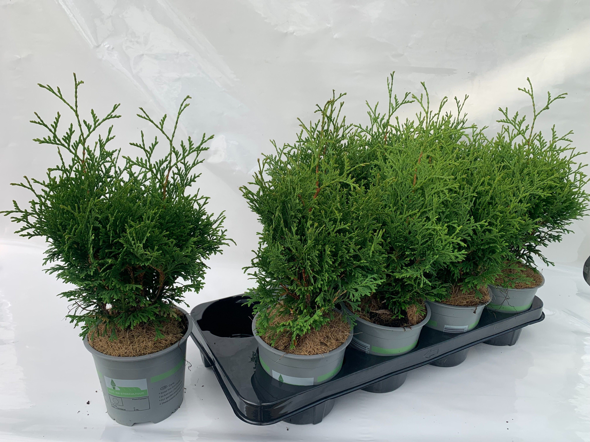 THUJA OCCIDENTALIS HOLMSTRUP, D 13 cm