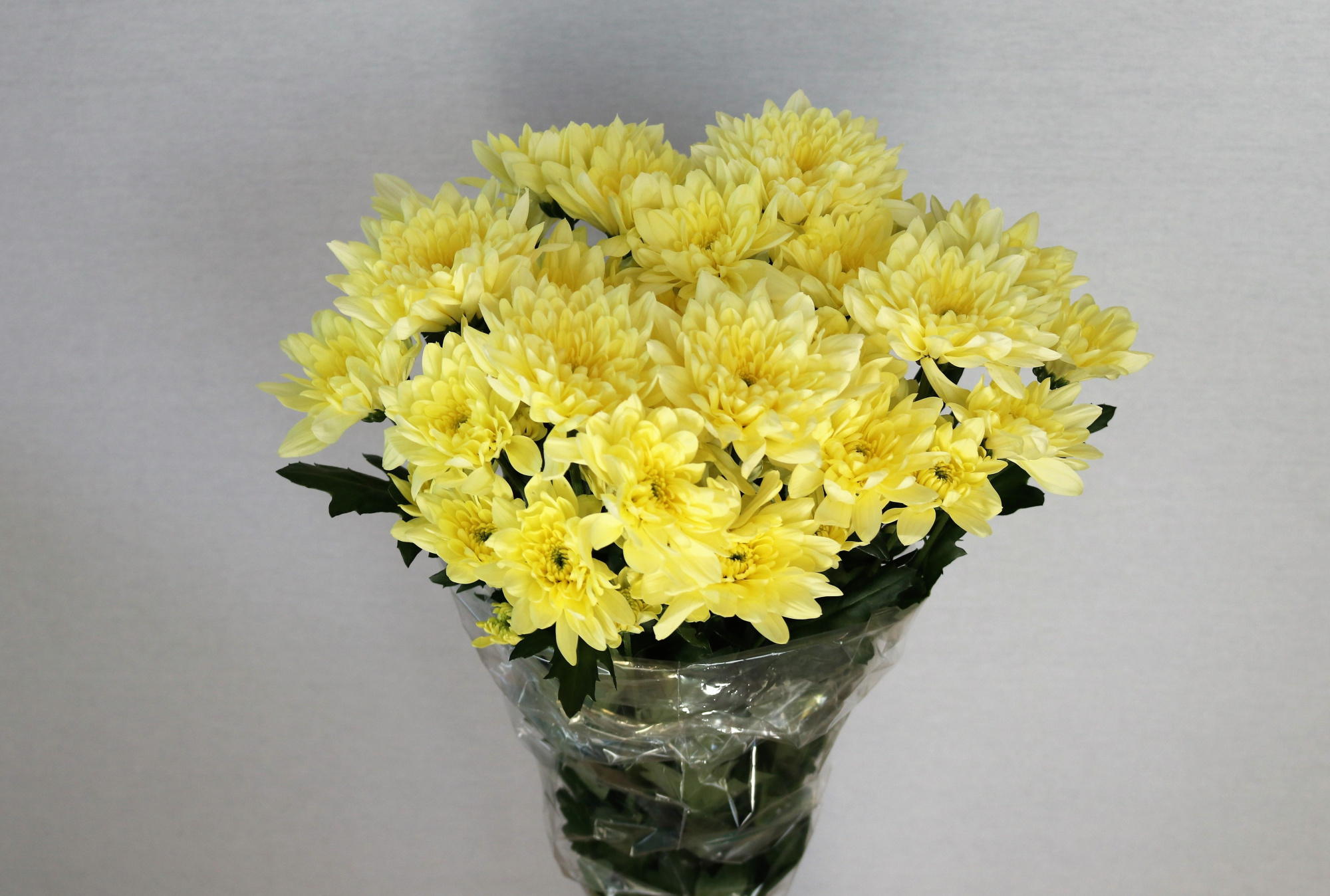 Хризантема куст. Балтика Крем 70 (крем.), шт.